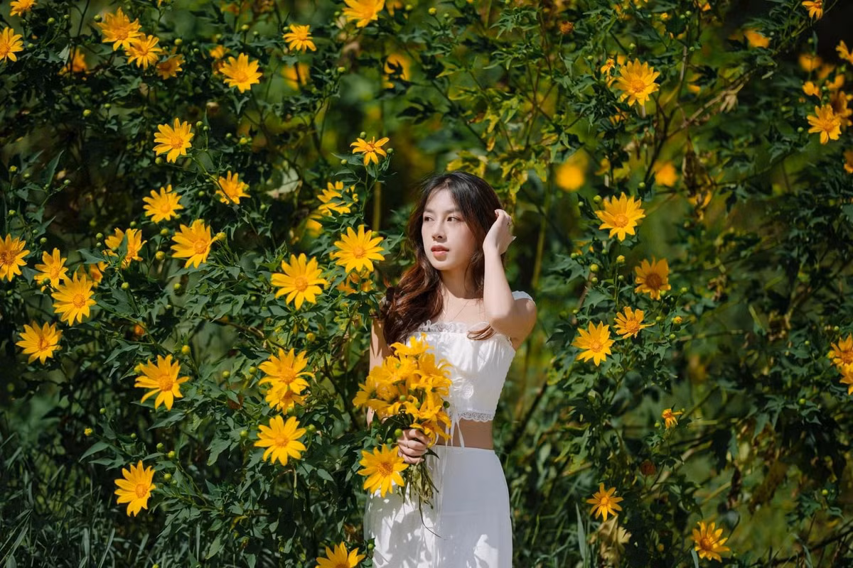 Với du khách ưa khám phá, Dalat Trip cũng có tour “Check-in mùa dã quỳ Đà Lạt 2 ngày 1 đêm”, dành cho nhóm nhỏ, khởi hành hằng ngày trong tháng 11. Hành trình đưa khách đến các cung đường dã quỳ đẹp nhất, kết hợp cắm trại giữa thung lũng vàng và thưởng thức tiệc BBQ giữa thiên nhiên. Giá tour dao động từ 1,75 đến 1,9 triệu đồng/người, bao gồm xe, lều, hướng dẫn viên và bữa tối. Ảnh Nguyễn Văn Nam