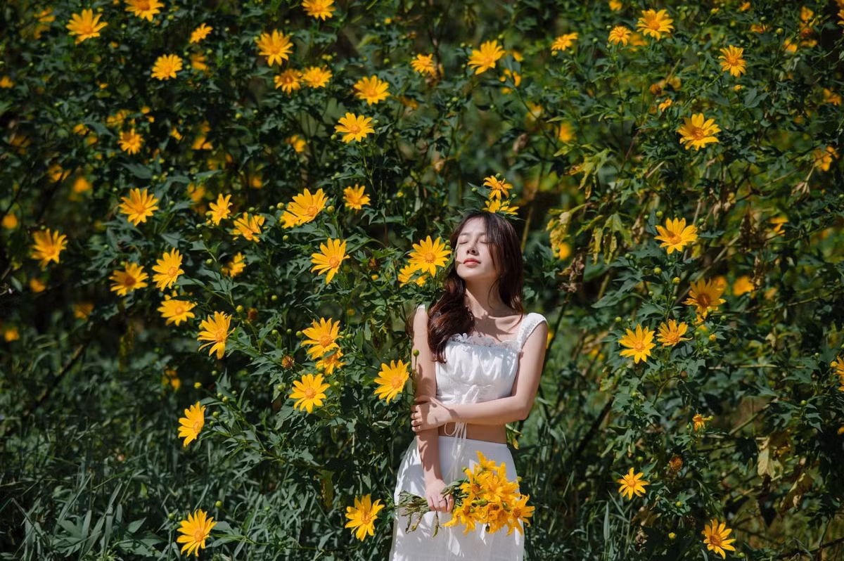 Nhằm giúp du khách tận hưởng trọn vẹn mùa hoa mà không cần tự di chuyển quá nhiều, nhiều công ty lữ hành đã tung ra các tour chuyên đề “săn dã quỳ” trong năm 2025. Ảnh Nguyễn Văn Nam