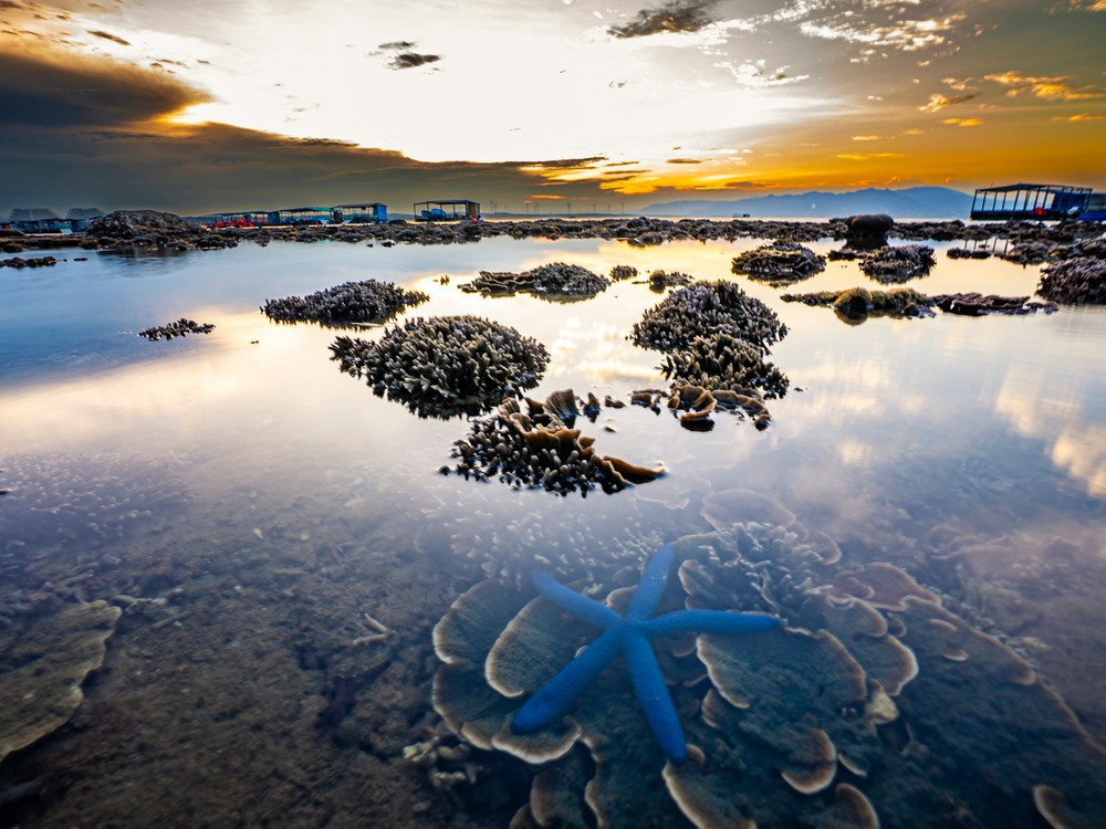 Ánh nắng mùa hè chiếu xuống mặt biển khiến từng cụm san hô bừng sáng, tạo nên bức tranh lung linh, khó quên trong mắt du khách. Ảnh Nguyễn Phan Dũng Nhân