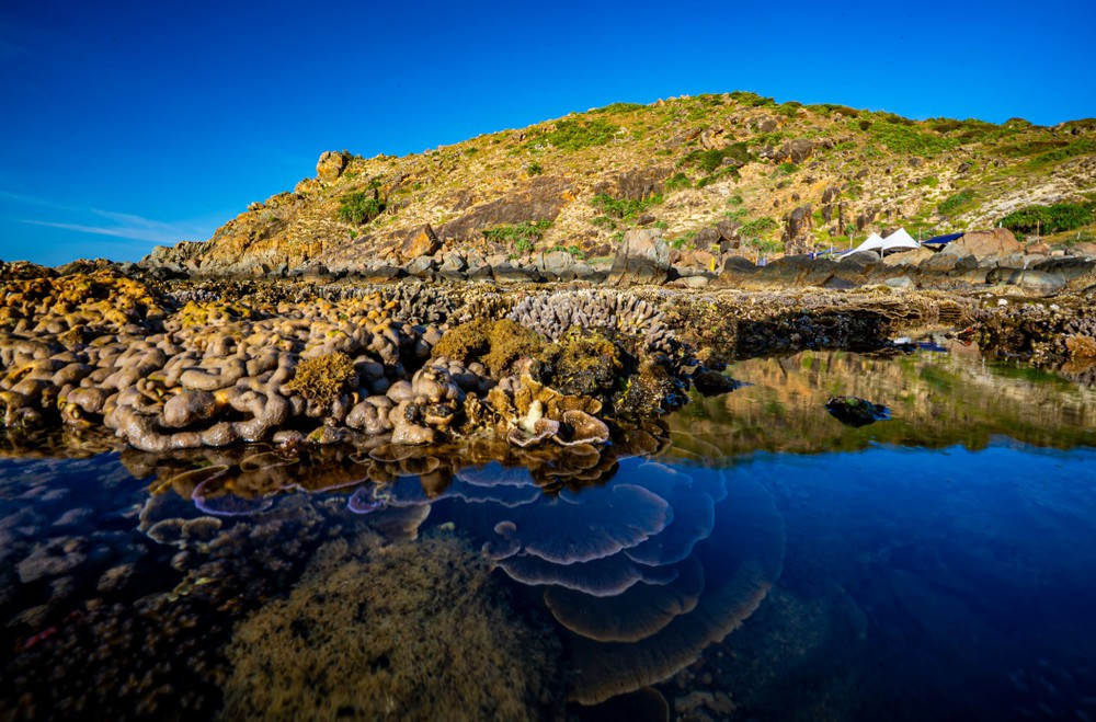 Vào mùa nước rút, những rạn san hô hiện lên ngay dưới lớp nước trong vắt, với đủ hình dáng đa dạng: từ san hô sừng hươu, san hô não cuộn xoắn đến các lớp san hô đĩa trải rộng như cánh hoa. Ảnh Nguyễn Phan Dũng Nhân