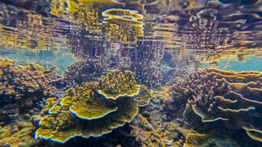 Du khách khi đến đây không chỉ được chiêm ngưỡng kỳ quan thiên nhiên mà còn học được cách trân trọng và gìn giữ giá trị môi trường biển. Ảnh Nguyễn Phan Dũng Nhân