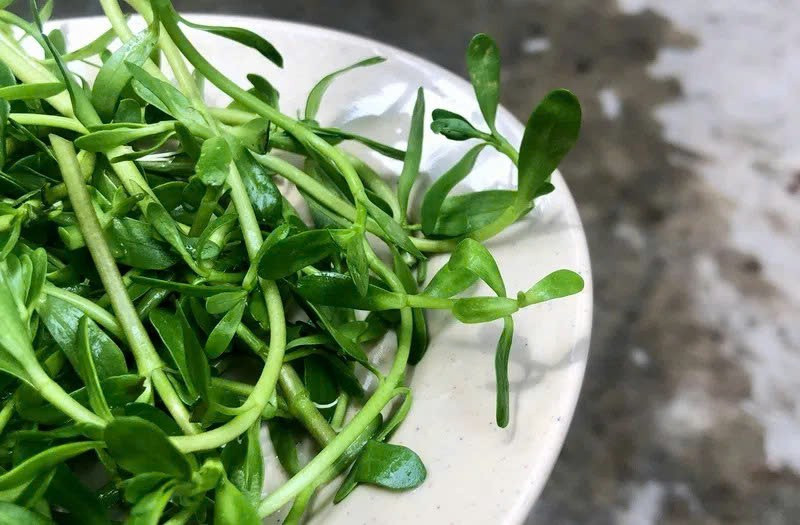 Theo các nghiên cứu dinh dưỡng, rau đắng giàu hợp chất chống oxy hóa, giúp trung hòa các gốc tự do sinh ra trong quá trình trao đổi chất của cơ thể. Nhờ đó, việc bổ sung rau đắng đúng cách có thể góp phần làm chậm quá trình lão hóa, bảo vệ tế bào trước những tác động tiêu cực từ môi trường và tuổi tác. Ảnh minh họa