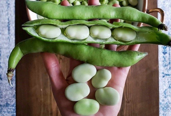 Một điểm nổi bật khiến đậu tằm được nhiều người quan tâm là nhờ chứa hợp chất L-dopa. Khi vào cơ thể, chất này có thể chuyển hóa thành dopamine – chất dẫn truyền thần kinh quan trọng, tham gia điều hòa vận động và cảm xúc. Ảnh minh họa