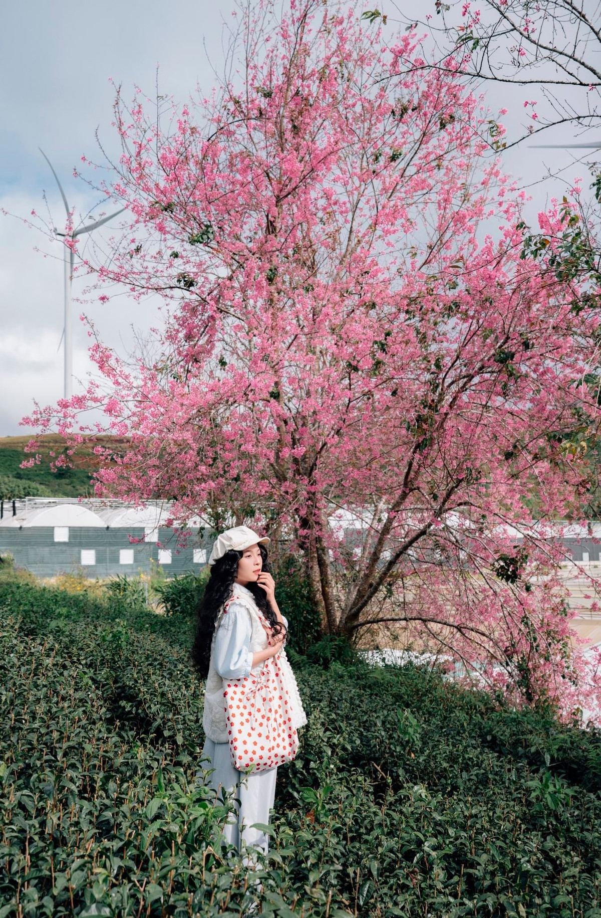 Không chỉ Cầu Đất, nhiều khu vực ngoại ô Đà Lạt như hồ Tuyền Lâm, các tuyến đường ven thành phố hay những sườn đồi quanh Xuân Trường cũng khoác lên mình sắc mai anh đào, tạo nên bức tranh xuân lãng mạn đặc trưng của phố núi. Chính vì vậy, nhu cầu du lịch Đà Lạt dịp cuối năm, đầu năm mới tăng mạnh, kéo theo sự đa dạng của các tour “săn hoa xuân”. Ảnh Đồng Ngô