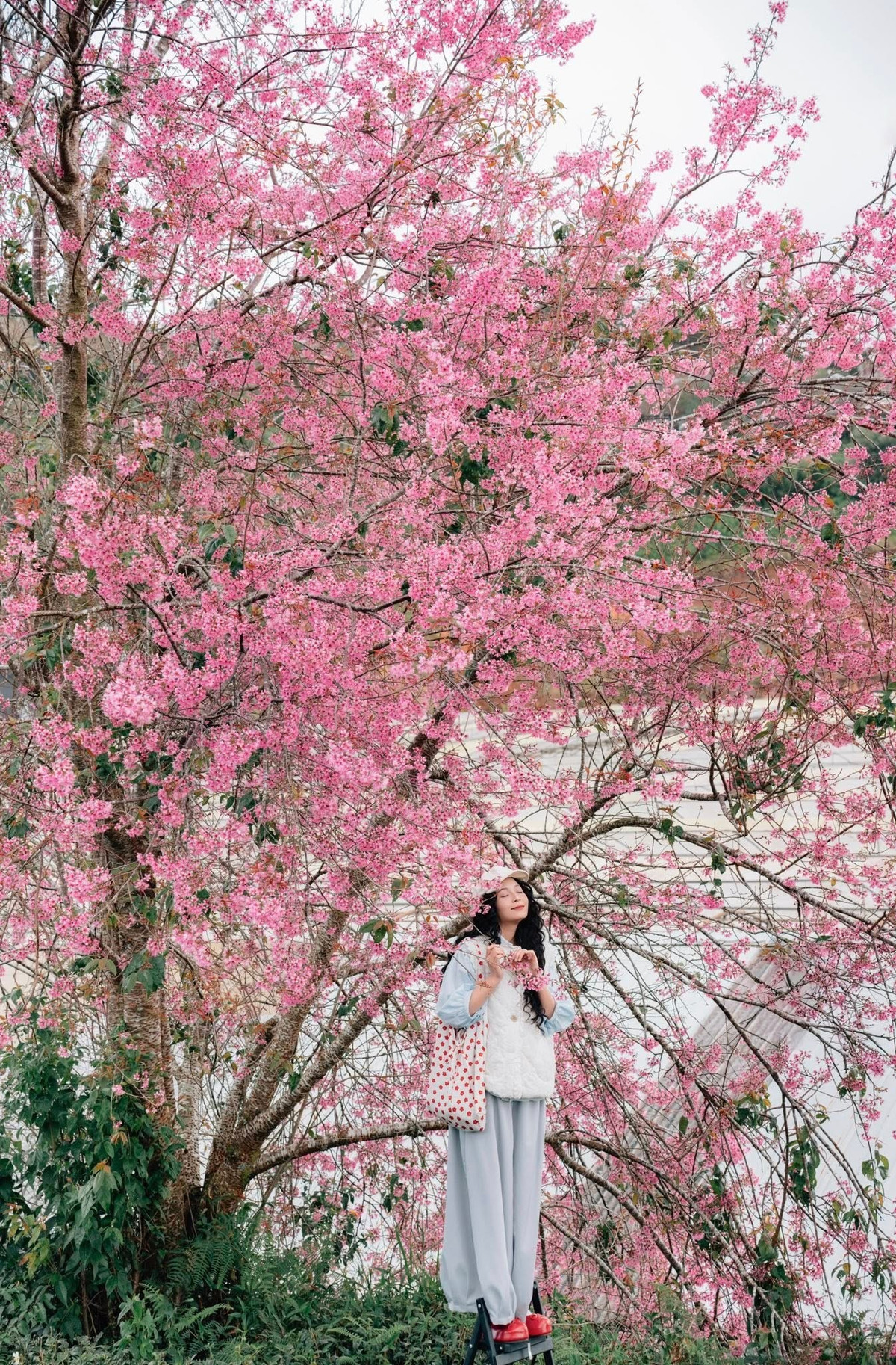 Theo người dân địa phương, mai anh đào ở Cầu Đất được trồng từ khoảng hơn 30 năm trước, ban đầu nhằm phân định ranh giới các lô chè và tạo cảnh quan dọc tuyến đường nội vùng. Ảnh Đồng Ngô