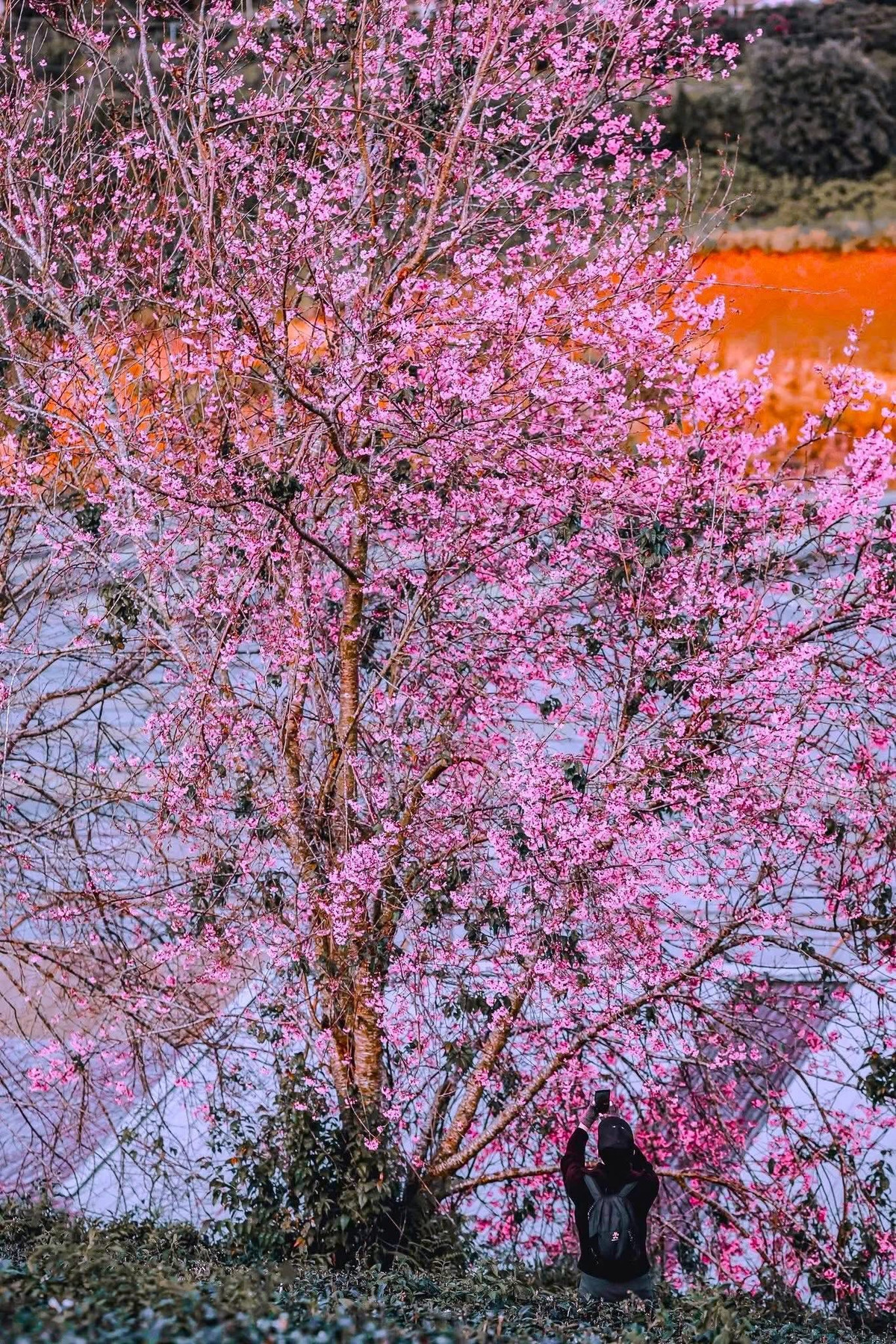 Bên cạnh tour trọn gói, du khách đã có mặt tại Đà Lạt có xu hướng lựa chọn các tour ngắn trong ngày, đặc biệt là tour săn mây – đồi chè Cầu Đất khởi hành từ sáng sớm. Loại hình này cho phép du khách ngắm bình minh, chụp ảnh mai anh đào trong thời điểm ánh sáng đẹp nhất, kết hợp tham quan vườn chè, vườn hồng, vườn dâu… với chi phí chỉ từ vài trăm nghìn đồng mỗi người. Đây được xem là lựa chọn linh hoạt cho những ai muốn “đi nhanh – chụp đẹp”, không bị gò bó thời gian. Ảnh Đồng Ngô