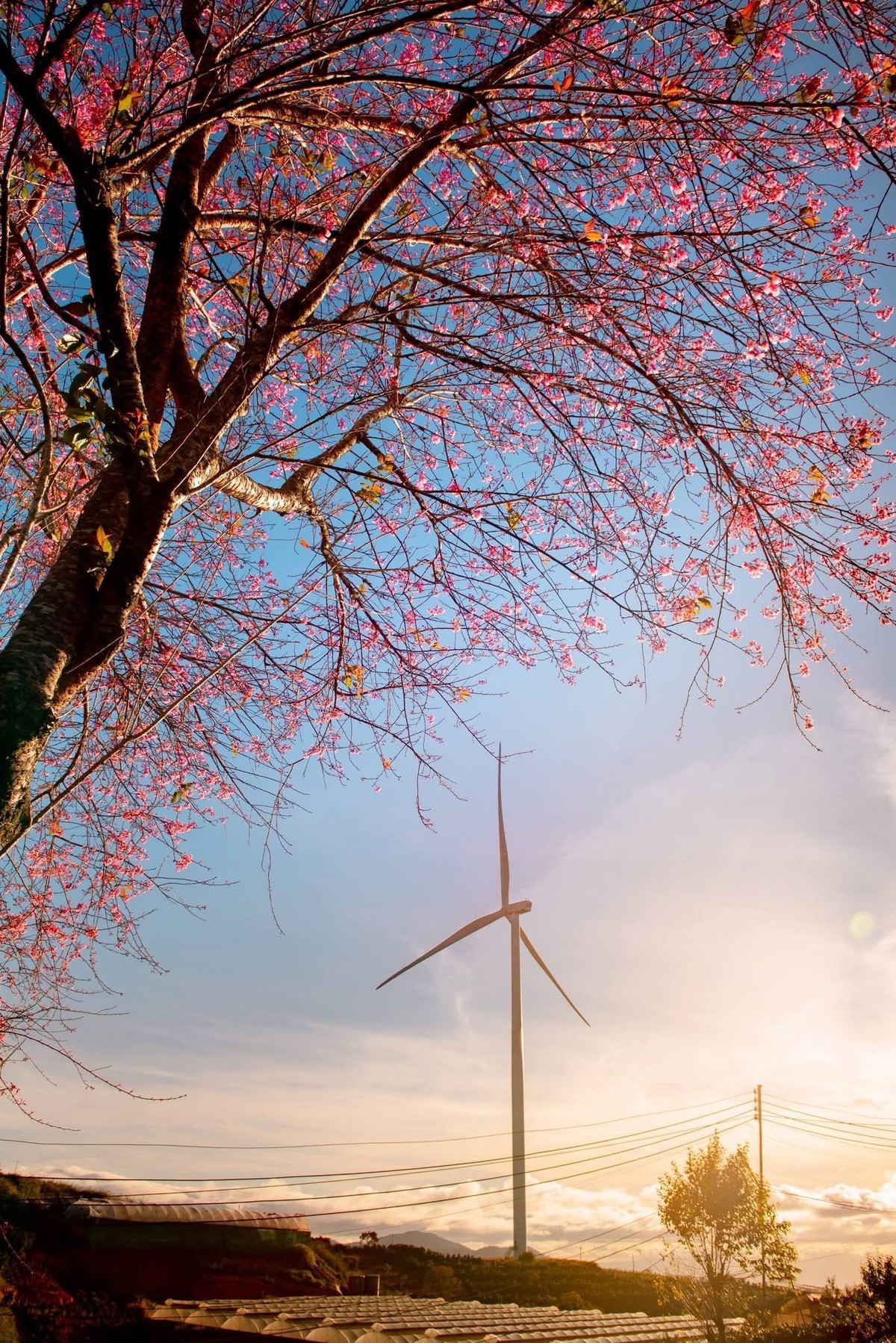 Cận Tết Dương lịch 2026, đồi chè Cầu Đất (phường Xuân Trường, TP Đà Lạt, Lâm Đồng) bước vào mùa đẹp nhất trong năm khi những hàng mai anh đào đồng loạt bung nở, nhuộm hồng tím cả không gian cao nguyên. Ảnh