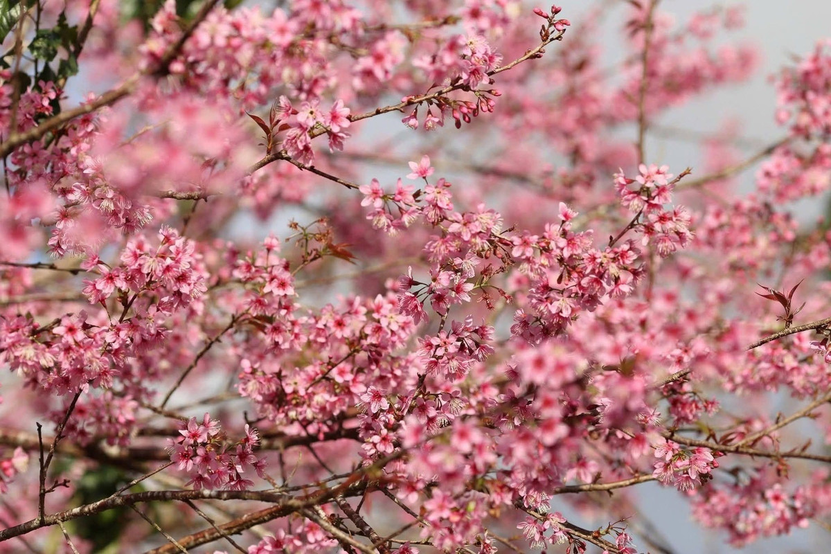 Theo kinh nghiệm của các đơn vị lữ hành, thời điểm lý tưởng nhất để ngắm mai anh đào ở Cầu Đất là từ sáng sớm đến trước 9 giờ, khi sương còn giăng nhẹ và ánh nắng chưa gắt. Du khách cũng được khuyến cáo theo dõi sát tình hình nở hoa, bởi mai anh đào phụ thuộc nhiều vào thời tiết; có năm hoa nở sớm, có năm lại trễ hơn dự kiến. Ảnh Internet