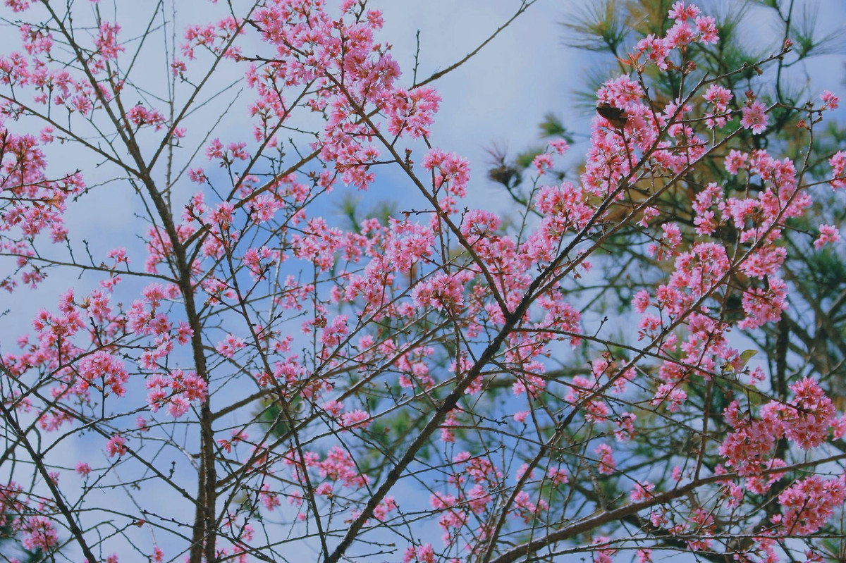 Với sức hút của mùa hoa mai anh đào, Đà Lạt tiếp tục là điểm đến “giữ nhiệt” dịp cận Tết Dương lịch và đầu năm mới. Tuy nhiên, để chuyến đi trọn vẹn, du khách nên xác định rõ nhu cầu – đi ngắn ngày hay dài ngày, đi tự do hay theo tour – từ đó lựa chọn chương trình phù hợp về thời gian, chi phí và trải nghiệm, tránh tình trạng quá tải hoặc phát sinh ngoài kế hoạch trong mùa cao điểm. Ảnh Internet