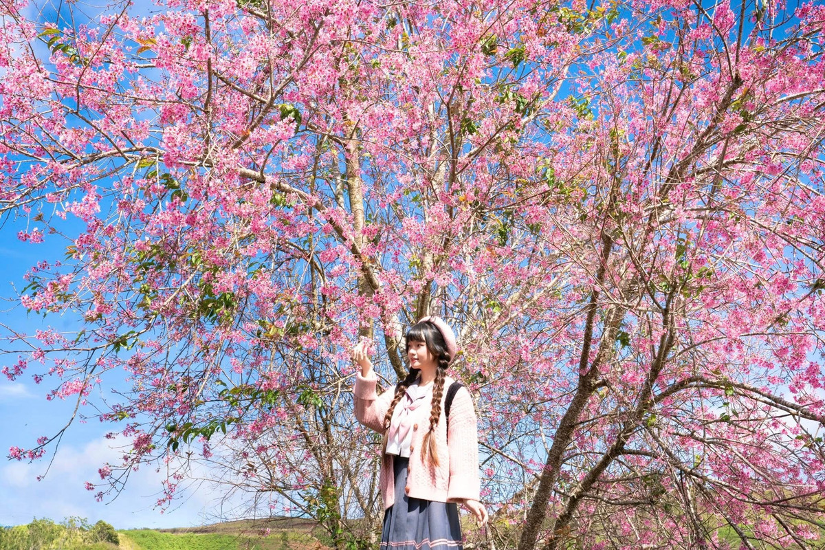 Từ cuối tháng 10 hằng năm, cây bắt đầu trút lá và thường nở rộ vào dịp Tết Dương lịch, kéo dài trong nhiều tuần tùy điều kiện thời tiết. Khi hoa nở, Đà Lạt cũng bước vào giai đoạn thời tiết đẹp nhất trong năm, nắng nhẹ, ít mưa, sáng sớm có sương và mây lững lờ trên các triền đồi. Ảnh Đồng Ngô