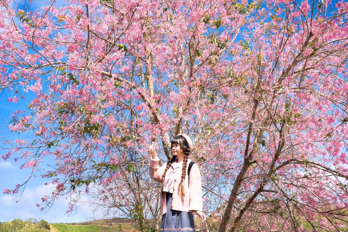 Từ cuối tháng 10 hằng năm, cây bắt đầu trút lá và thường nở rộ vào dịp Tết Dương lịch, kéo dài trong nhiều tuần tùy điều kiện thời tiết. Khi hoa nở, Đà Lạt cũng bước vào giai đoạn thời tiết đẹp nhất trong năm, nắng nhẹ, ít mưa, sáng sớm có sương và mây lững lờ trên các triền đồi. Ảnh Đồng Ngô