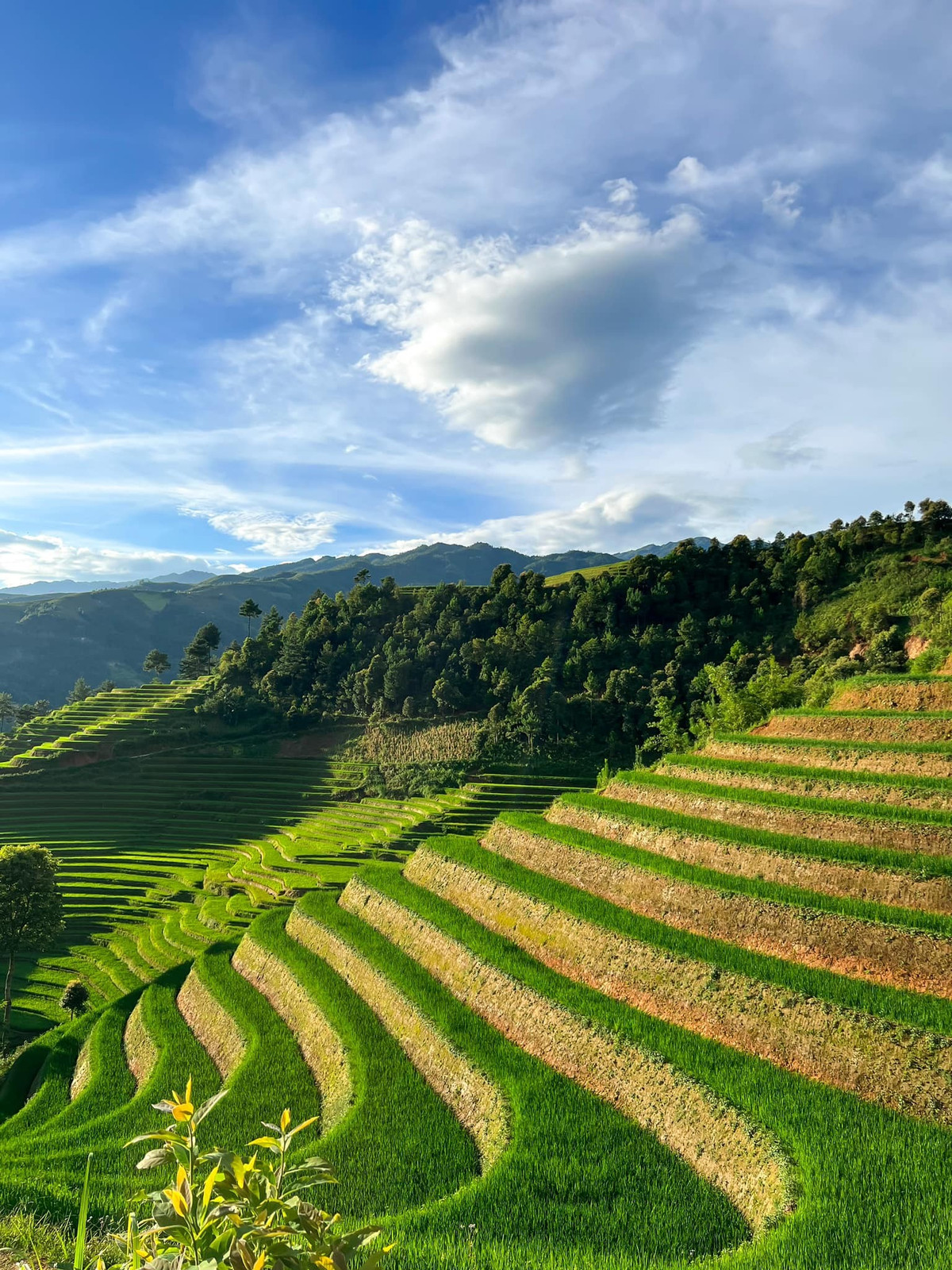 Tuy nhiên, nếu đi theo nhóm gia đình, có trẻ nhỏ hoặc không quen cung đường Tây Bắc, việc chọn tour sẽ giúp tiết kiệm công sức và đảm bảo an toàn. Nhiều công ty lữ hành hiện tổ chức tour Mù Cang Chải mùa lúa xanh 2N1Đ hoặc 3N2Đ, kết hợp các trải nghiệm như trekking bản Mông, đốt lửa trại, ngủ homestay và thưởng thức đặc sản địa phương như cá suối nướng, thịt trâu gác bếp, xôi ngũ sắc. Một số đơn vị uy tín có thể kể đến như Vietravel, Best Price, Travelogy Vietnam, với mức giá từ 2,2 – 3 triệu đồng/người tùy loại hình dịch vụ.