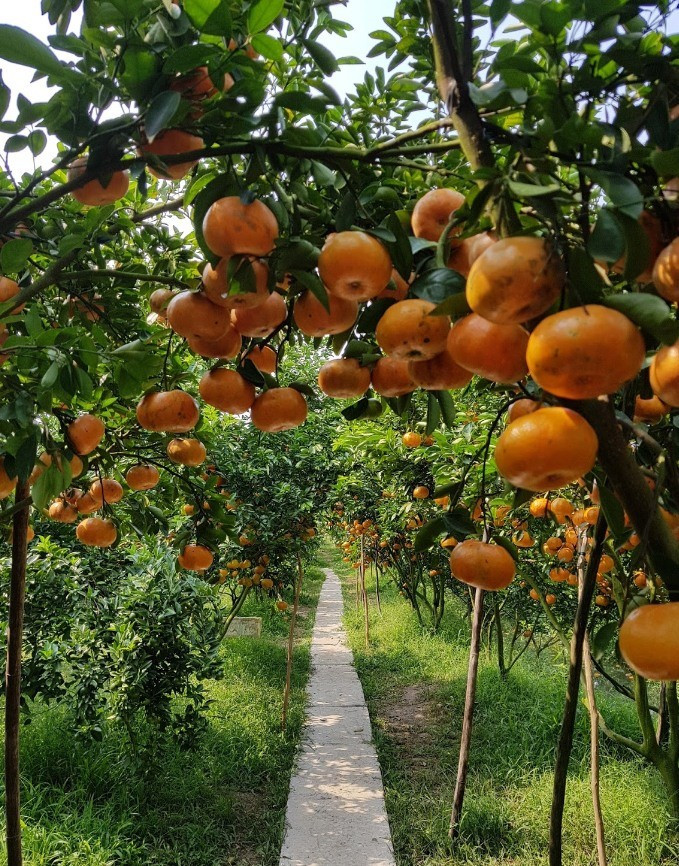 Quýt hồng Lai Vung nổi tiếng với hình dáng tròn đều, hai đầu hơi dẹp, vỏ căng bóng, mang sắc hồng cam đặc trưng. Khi trái chín rộ, cả khu vườn như được phủ một lớp nắng ấm, nổi bật trên nền lá xanh mướt, tạo nên khung cảnh lý tưởng để tham quan, chụp ảnh. Ảnh Vườn Quýt Hồng Lan Anh