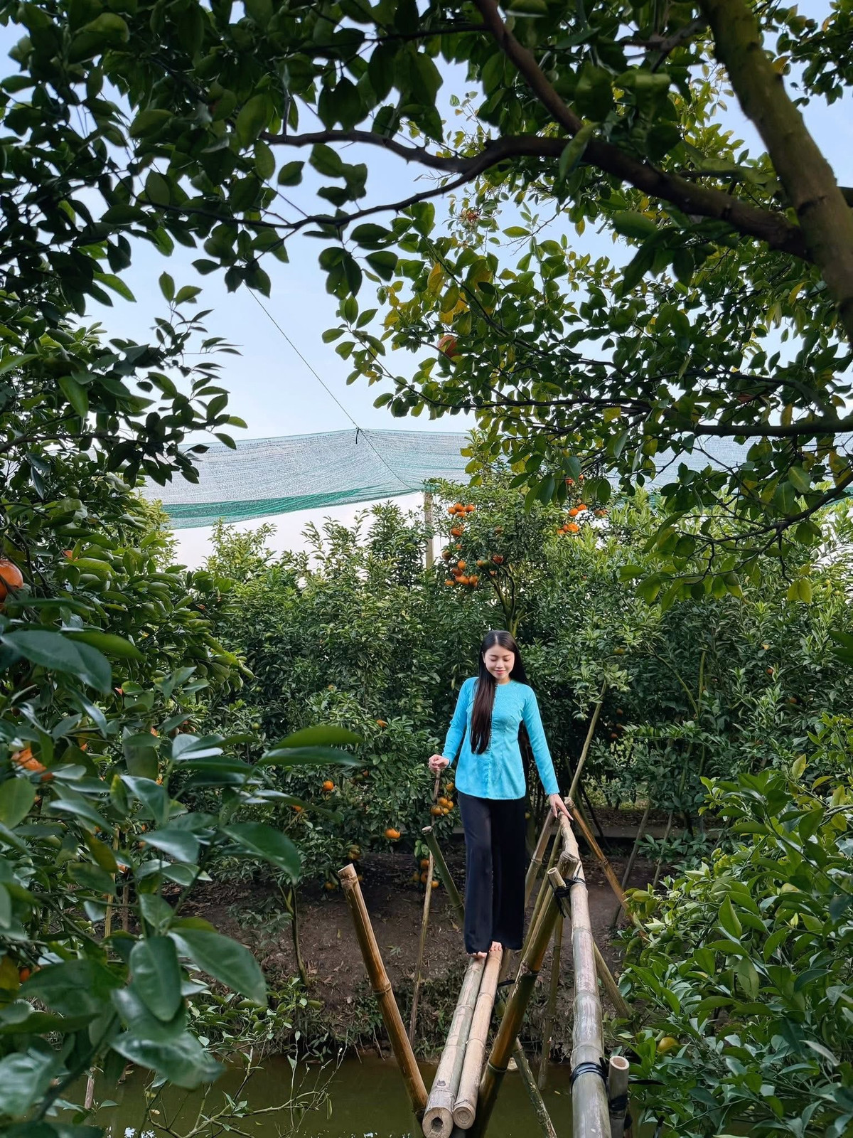 Với mức vé tham quan khoảng 50.000 đồng/người lớn và 30.000 đồng/trẻ em, du khách có thể tự do dạo vườn, chụp ảnh, thưởng thức quýt tại chỗ và nghỉ ngơi. Quýt mua mang về được bán với giá từ 60.000–80.000 đồng/kg, tùy thời điểm và chất lượng trái. Ảnh Thảo