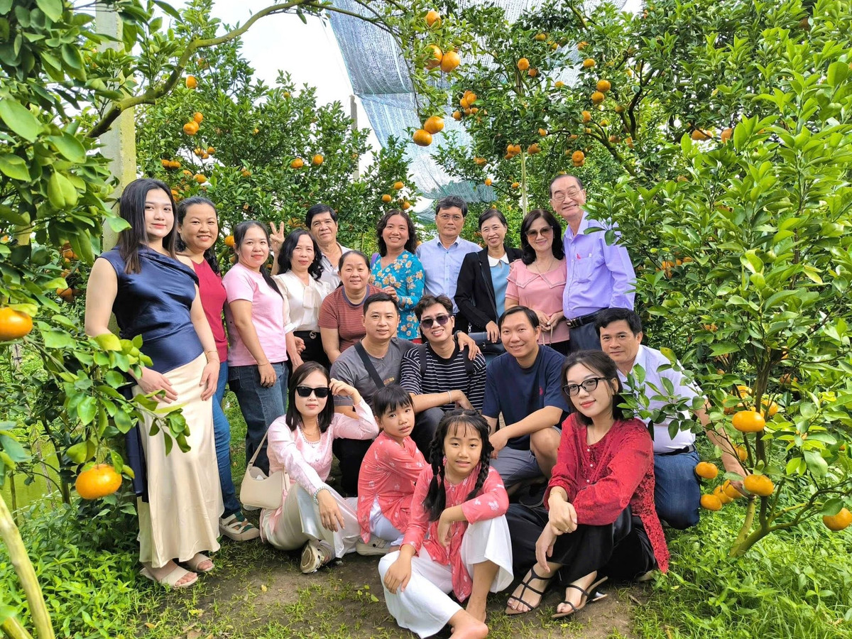 Theo kinh nghiệm của người dân địa phương, thời gian lý tưởng nhất để ghé thăm vườn quýt hồng là từ tháng 11 âm lịch đến khoảng tháng Chạp. Lúc này, quýt chuyển dần sang sắc vàng cam rực rỡ, trái to, sai trĩu trên cành rất phù hợp để chụp ảnh và thưởng thức tại vườn. Ảnh Vườn Quýt Hồng Lan Anh