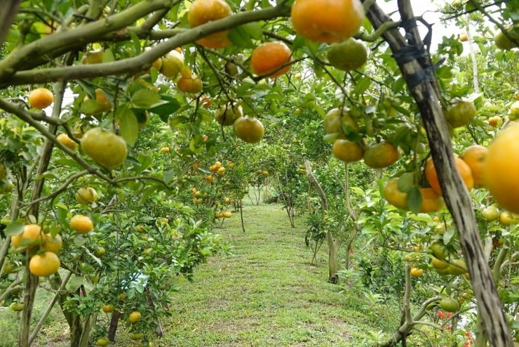 Những ngày cận Tết, tại các xã Lai Vung, Hòa Long, Phong Hòa (trước đây thuộc huyện Lai Vung cũ), tỉnh Đồng Tháp khoác lên mình gam màu rực rỡ nhất trong năm khi quýt hồng đồng loạt vào vụ thu hoạch. Từ loại trái cây quen thuộc trên mâm ngũ quả ngày Tết, quýt hồng Lai Vung nay trở thành “điểm hẹn mùa vụ”, hấp dẫn du khách tìm về trải nghiệm không gian miệt vườn miền Tây. Ảnh Internet