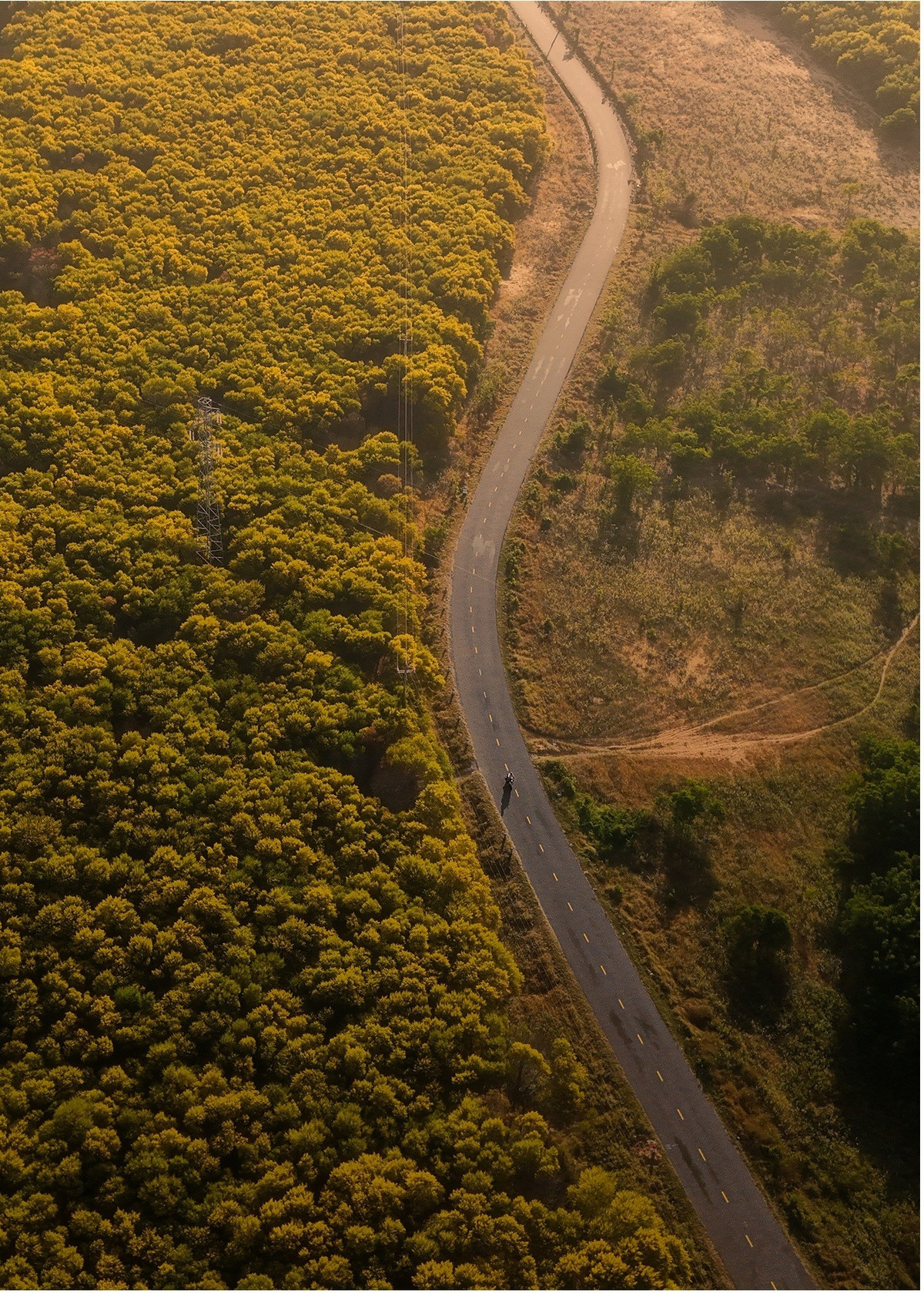 Rừng keo lá tràm xuất hiện dọc các trục đường dẫn vào khu vực Mũi Né, nổi bật nhất là tuyến Võ Nguyên Giáp và cung ven biển Hòa Thắng – Hòa Phú. Vốn là loài cây quen thuộc với người dân địa phương, keo lá tràm trước đây ít được chú ý. Thế nhưng vài năm trở lại đây, vào mùa hoa nở rộ, nơi này bất ngờ trở thành tọa độ check-in được săn đón. Ảnh Chí Cảnh
