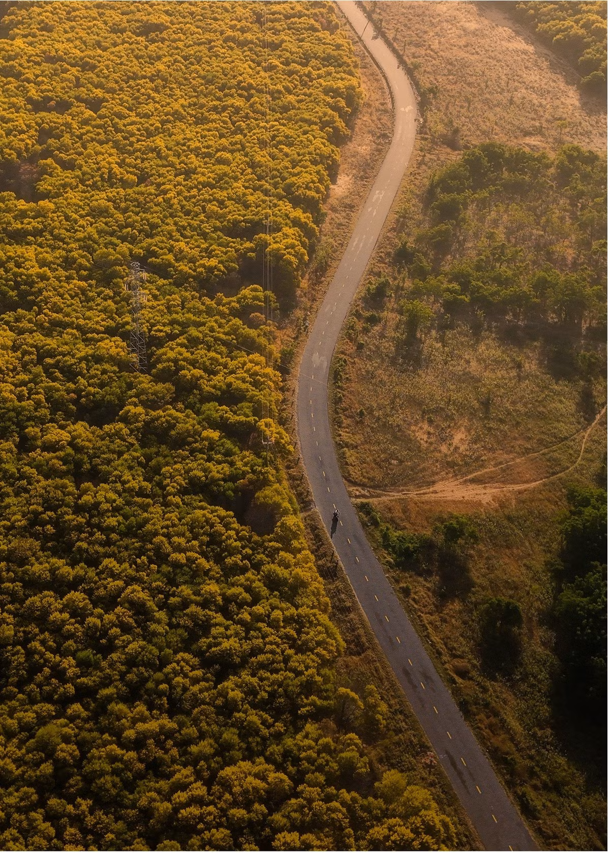 Rừng keo lá tràm xuất hiện dọc các trục đường dẫn vào khu vực Mũi Né, nổi bật nhất là tuyến Võ Nguyên Giáp và cung ven biển Hòa Thắng – Hòa Phú. Vốn là loài cây quen thuộc với người dân địa phương, keo lá tràm trước đây ít được chú ý. Thế nhưng vài năm trở lại đây, vào mùa hoa nở rộ, nơi này bất ngờ trở thành tọa độ check-in được săn đón. Ảnh Chí Cảnh