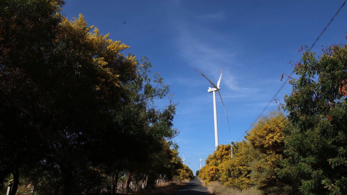 Điều khiến nhiều du khách bất ngờ khi ghé thăm rừng keo lá tràm không chỉ là màu sắc, mà còn là hương thơm thoang thoảng, nhẹ nhàng lan trong gió biển. Khi gió thổi qua, cả khu rừng rung rinh, tạo nên những “con sóng” hoa vàng chuyển động liên hồi, mang lại cảm giác yên bình hiếm có. Ảnh Nghĩa Nguyễn, Vũ Trường