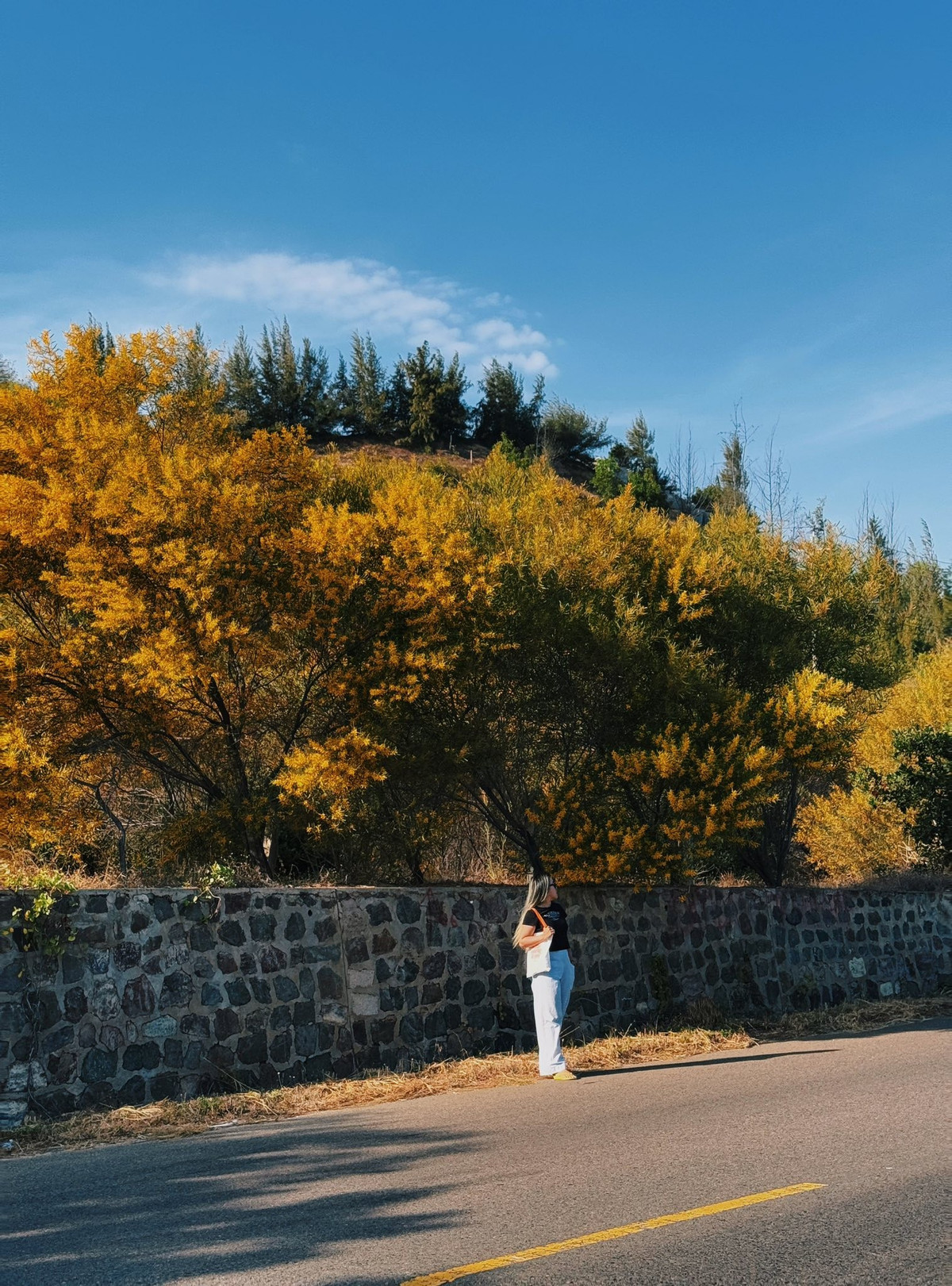 Không ít người chọn cách tận hưởng thật chậm: mang theo ghế gấp, sách hoặc một bình trà nhỏ, ngồi dưới tán keo, phóng tầm mắt ra biển xa. Trong không gian mở, sắc vàng của hoa, màu xanh của trời và biển hòa làm một, giúp con người dễ dàng tìm lại sự cân bằng giữa nhịp sống bộn bề. Ảnh Internet