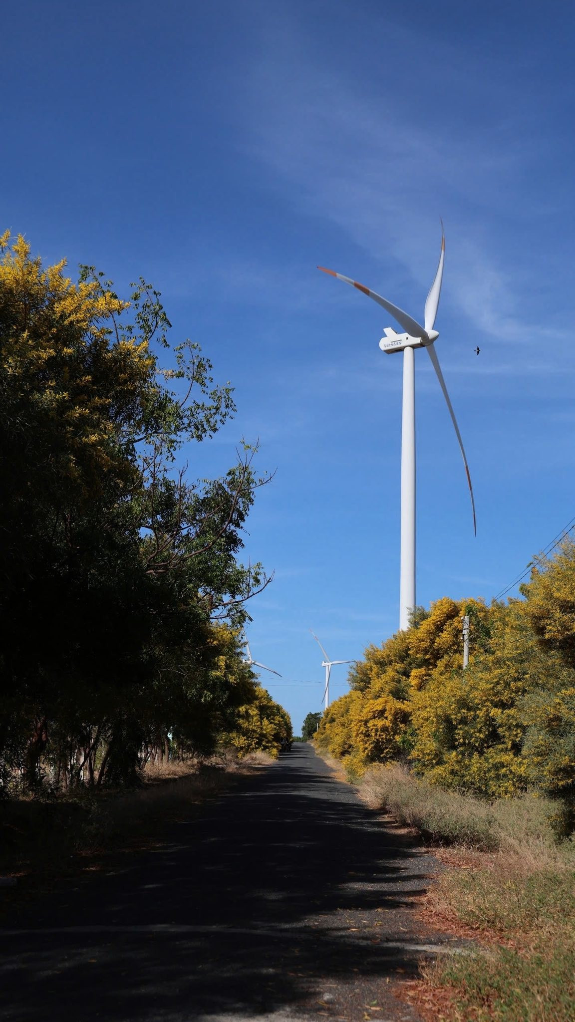 Dưới ánh nắng hanh hao đặc trưng của Phan Thiết, sắc vàng ấy càng trở nên nổi bật, tạo nên sự tương phản ấn tượng với nền trời xanh thẳm và biển biếc phía xa. Ảnh Nghĩa Nguyễn, Vũ Trường