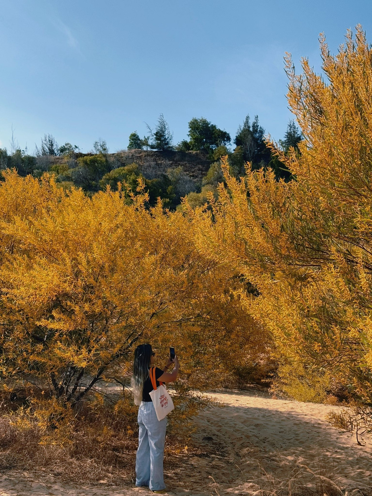 Với những ai đam mê chụp ảnh, rừng keo lá tràm được xem như một phim trường ngoài trời không giới hạn góc máy. Mỗi thời điểm trong ngày, khu rừng lại mang một vẻ đẹp khác nhau. Ảnh Internet