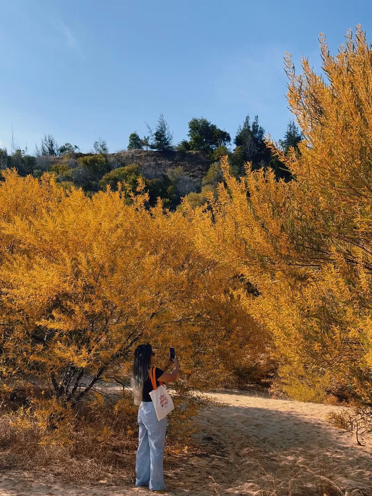 Với những ai đam mê chụp ảnh, rừng keo lá tràm được xem như một phim trường ngoài trời không giới hạn góc máy. Mỗi thời điểm trong ngày, khu rừng lại mang một vẻ đẹp khác nhau. Ảnh Internet