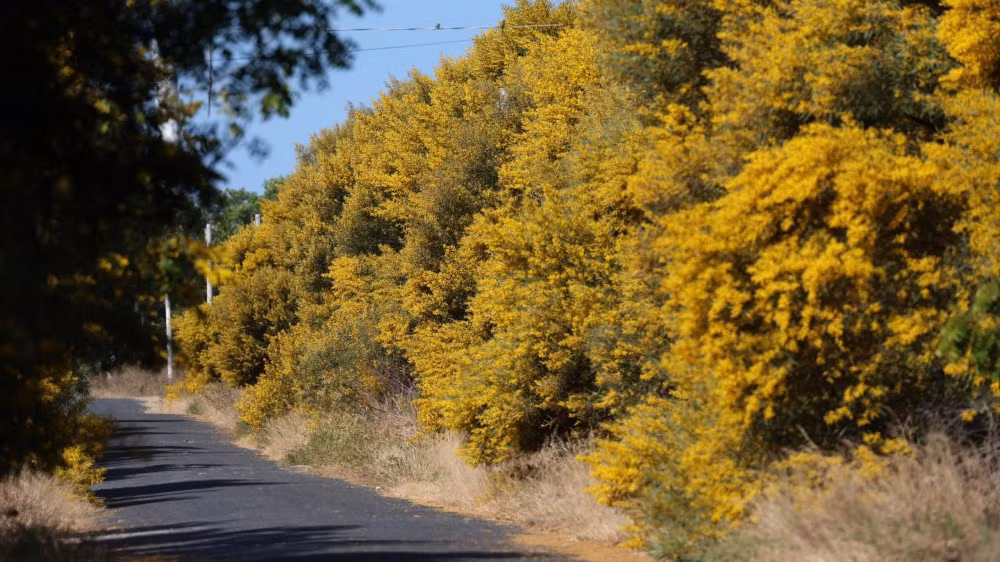 Buổi chiều, từ khoảng 16h đến lúc hoàng hôn, sắc vàng của hoa hòa cùng gam cam – hồng của bầu trời, tạo nên khung cảnh trầm lắng, lãng mạn, gợi cảm giác như những thước phim điện ảnh. Trang phục được nhiều du khách lựa chọn thường là các gam màu tương phản như trắng, xanh denim hoặc đỏ, giúp chủ thể nổi bật trên nền hoa vàng và cát trắng, mang lại những bức hình sinh động. Ảnh Nghĩa Nguyễn, Vũ Trường