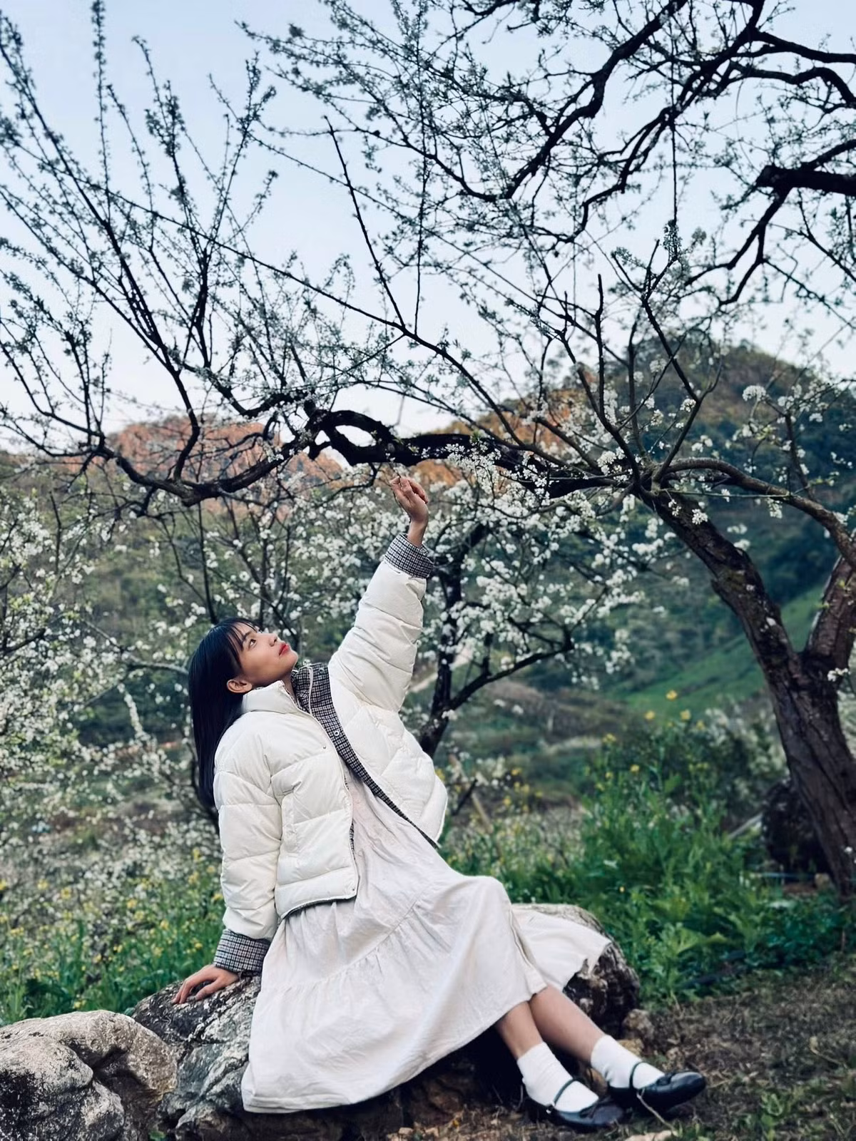 Từ trên cao nhìn xuống, sắc trắng của hoa mận hòa cùng mây trời mang đến cảm giác vừa choáng ngợp, vừa yên bình. Du khách có thể kết hợp ghé quán cà phê Mu Náu Ơi để ngắm trọn thung lũng hoặc trải nghiệm glamping qua đêm giữa vườn mận, tận hưởng trọn vẹn mùa xuân nơi cao nguyên. Ảnh Cúc Lam