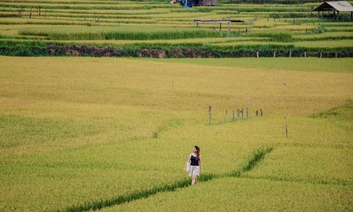 Để chuyến hành trình khám phá mùa lúa chín Kon Tu Rằng thêm phần trọn vẹn, du khách có thể lựa chọn các tour du lịch chất lượng cao từ những công ty lữ hành uy tín. Trong đó, Saigontourist hiện đang khai thác tour 2 ngày 1 đêm với giá khoảng 3.599.000 VNĐ/người lớn, bao gồm tham quan các điểm nổi bật như nhà thờ Gỗ, Tòa Giám mục, thác Pa Sỹ và đặc biệt là trải nghiệm mùa vàng tại làng Kon Tu Rằng. Tour đã bao gồm xe đưa đón, khách sạn 3 sao, 6 bữa ăn, vé tham quan, bảo hiểm và hướng dẫn viên. Ảnh Minh Lê