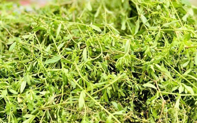 Rau đắng là loại rau quen thuộc trong bữa ăn của nhiều gia đình Việt, thường được ăn sống hoặc dùng kèm các món kho, lẩu nhờ vị đắng đặc trưng và tính mát. Dù có giá thành rẻ và dễ tìm, rau đắng lại chứa nhiều dưỡng chất quý, mang đến những lợi ích sức khỏe mà không phải ai cũng biết. Ảnh minh họa