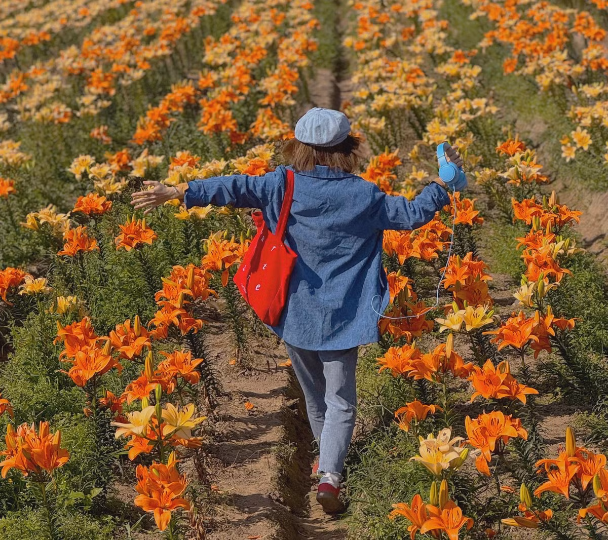 Hoa ly tại đây nở đều, bông to, cánh dày và màu sắc tươi tắn. Đi giữa những lối nhỏ phân chia các luống hoa, du khách có thể cảm nhận rõ hương thơm nhẹ nhàng, dễ chịu, hòa quyện cùng không khí trong lành của vùng quê.