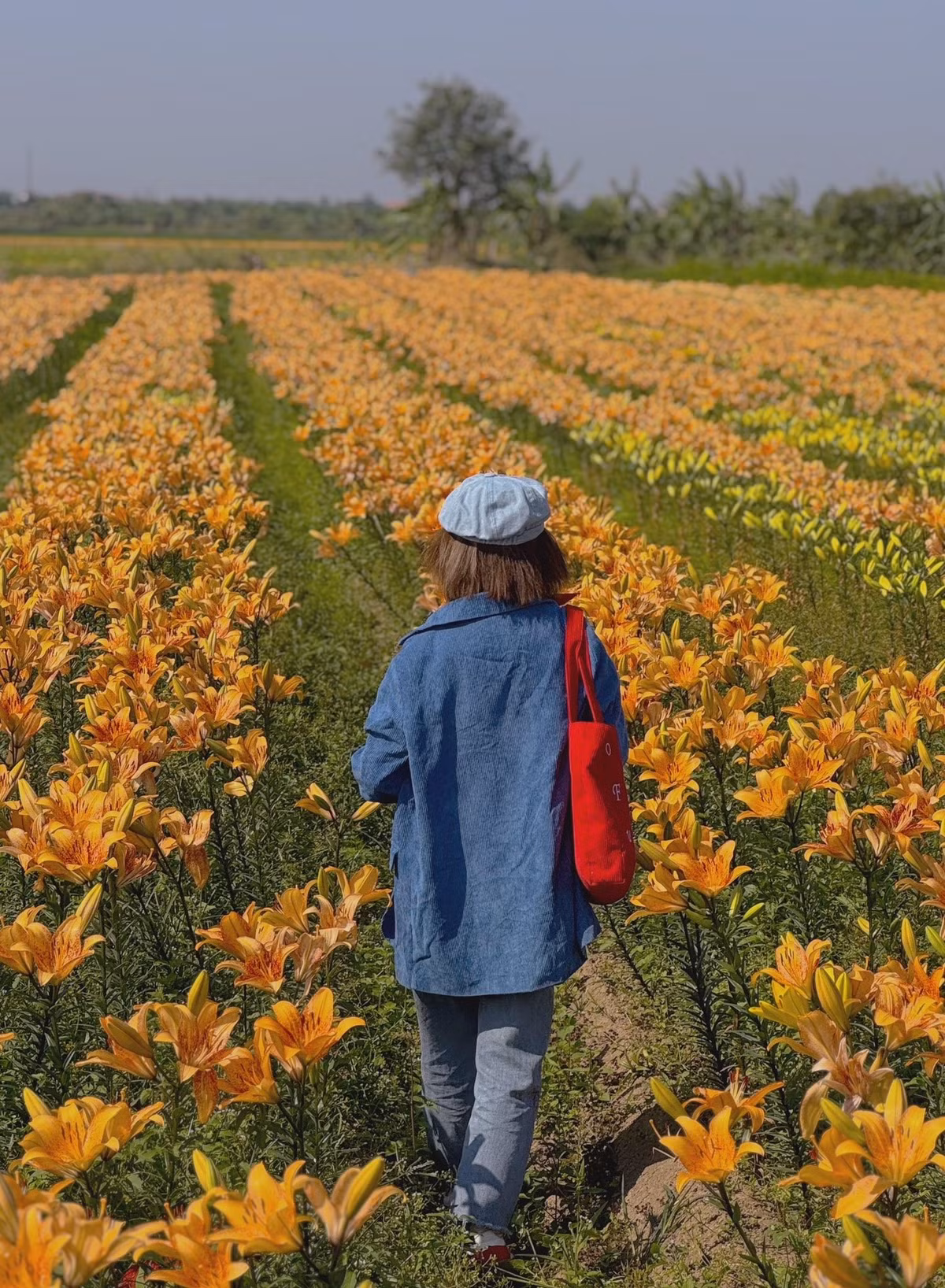 Nếu bạn đang tìm một nơi vừa yên bình, vừa rực rỡ sắc màu để thư giãn và lưu giữ những khoảnh khắc đẹp, cánh đồng hoa ly ở Trụ Hạ chắc chắn là điểm đến không nên bỏ lỡ trong mùa này.