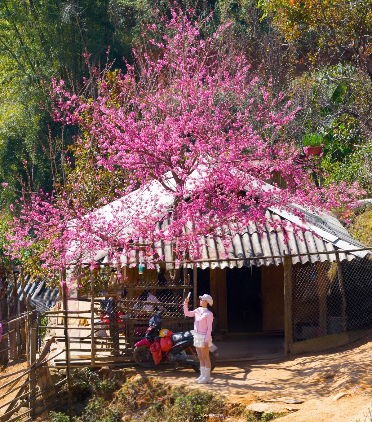Với du khách, Mí Háng là nơi dễ dàng cảm nhận vẻ đẹp của mùa hoa. Những con đường đất uốn cong theo sườn núi, xen giữa những rặng hoa đang bung nở, mang lại cảm giác thơ mộng khác lạ. Nhiều người tìm đến đây để ghi lại khoảnh khắc sớm mùa xuân, khi sương tan dần, ánh nắng le lói rọi xuống nền hoa hồng ngọt ngào. Ảnh Vua Ăn Mày