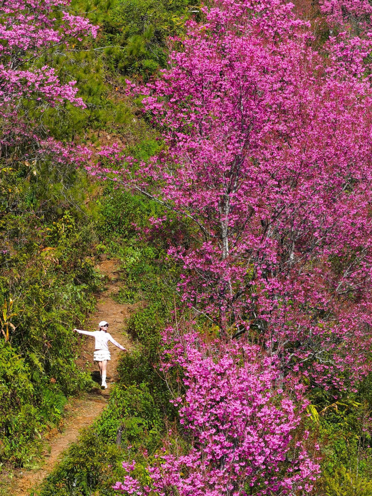 Hoa tớ dày, trong tiếng Mông gọi là “pằng tớ dày”, thực chất là loài đào rừng đặc hữu của vùng cao Tây Bắc. Đây cũng là dấu hiệu báo Tết cổ truyền của đồng bào Mông đến gần, bởi mỗi năm hoa thường nở trước Tết Nguyên đán khoảng một tháng. Cứ thế, tớ dày trở thành nhịp chỉ mùa, gợi nhớ không khí sum vầy, lễ hội và những ngày tươi mới sắp sang. Ảnh Vua Ăn Mày