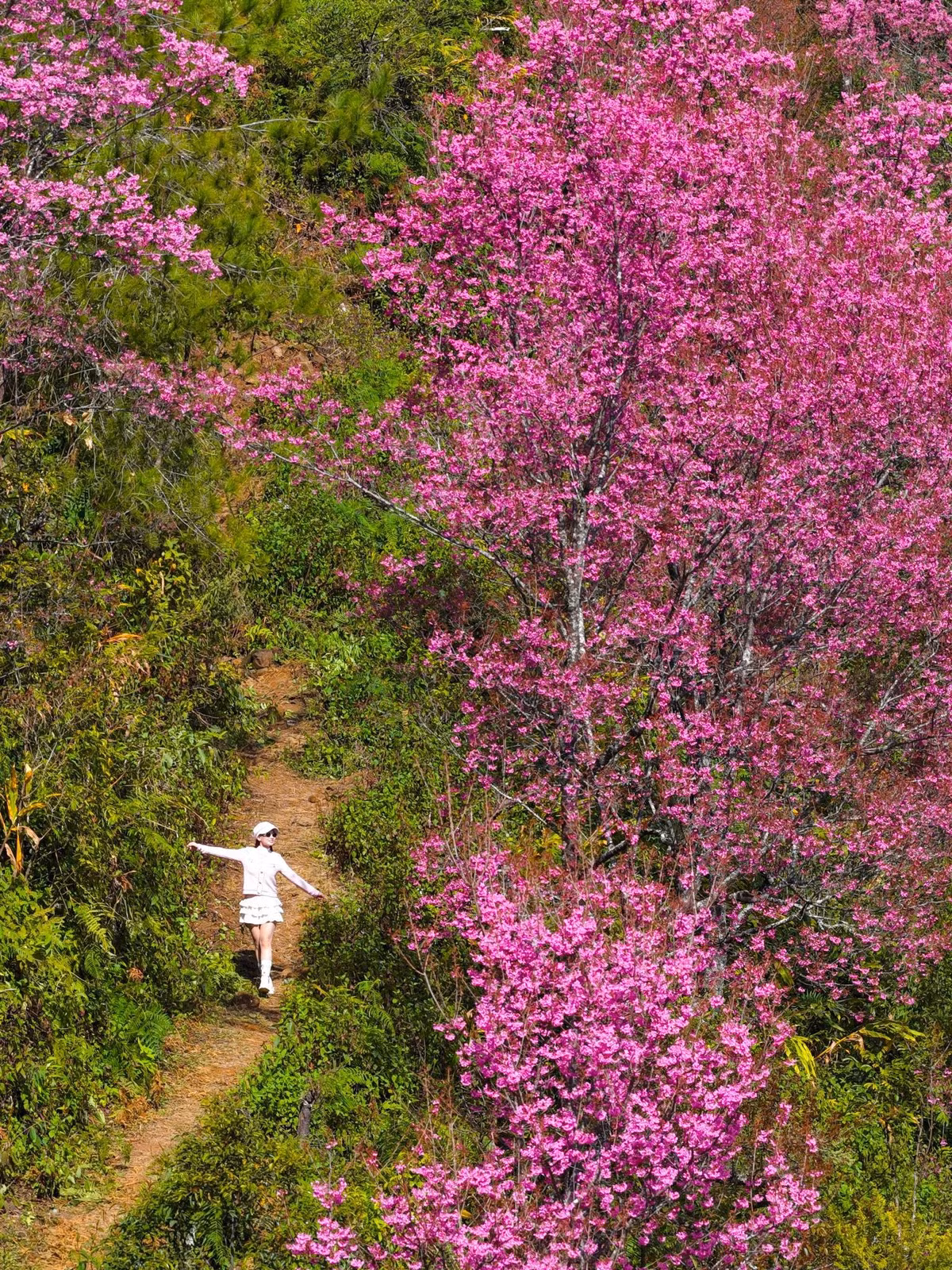 Hoa tớ dày, trong tiếng Mông gọi là “pằng tớ dày”, thực chất là loài đào rừng đặc hữu của vùng cao Tây Bắc. Đây cũng là dấu hiệu báo Tết cổ truyền của đồng bào Mông đến gần, bởi mỗi năm hoa thường nở trước Tết Nguyên đán khoảng một tháng. Cứ thế, tớ dày trở thành nhịp chỉ mùa, gợi nhớ không khí sum vầy, lễ hội và những ngày tươi mới sắp sang. Ảnh Vua Ăn Mày