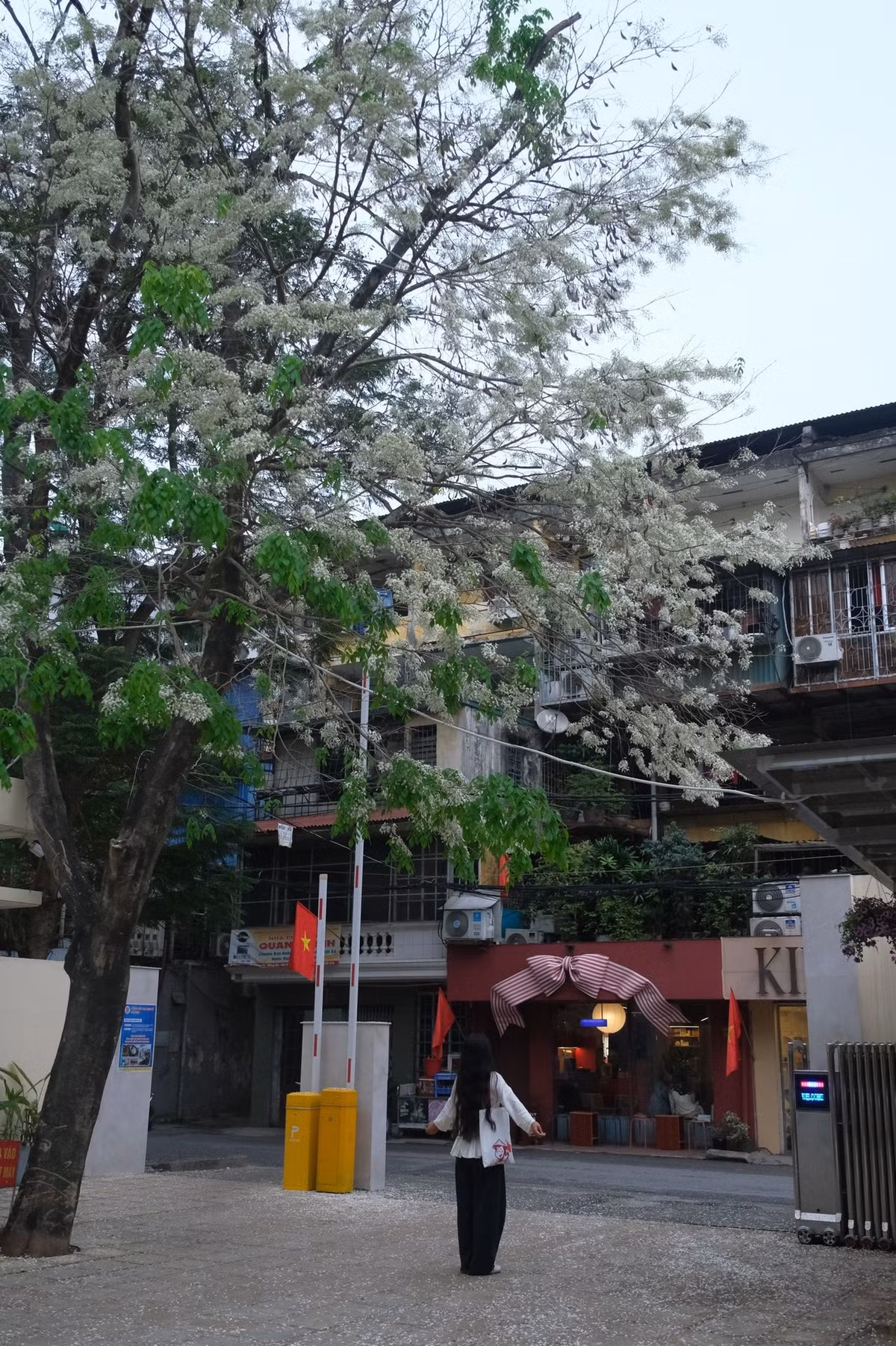 Hoa sưa thường nở rộ vào khoảng tháng 2 đến tháng 3, khi những chồi non vừa kịp bật lá xanh. Ảnh FB Đỗ Vân Anh