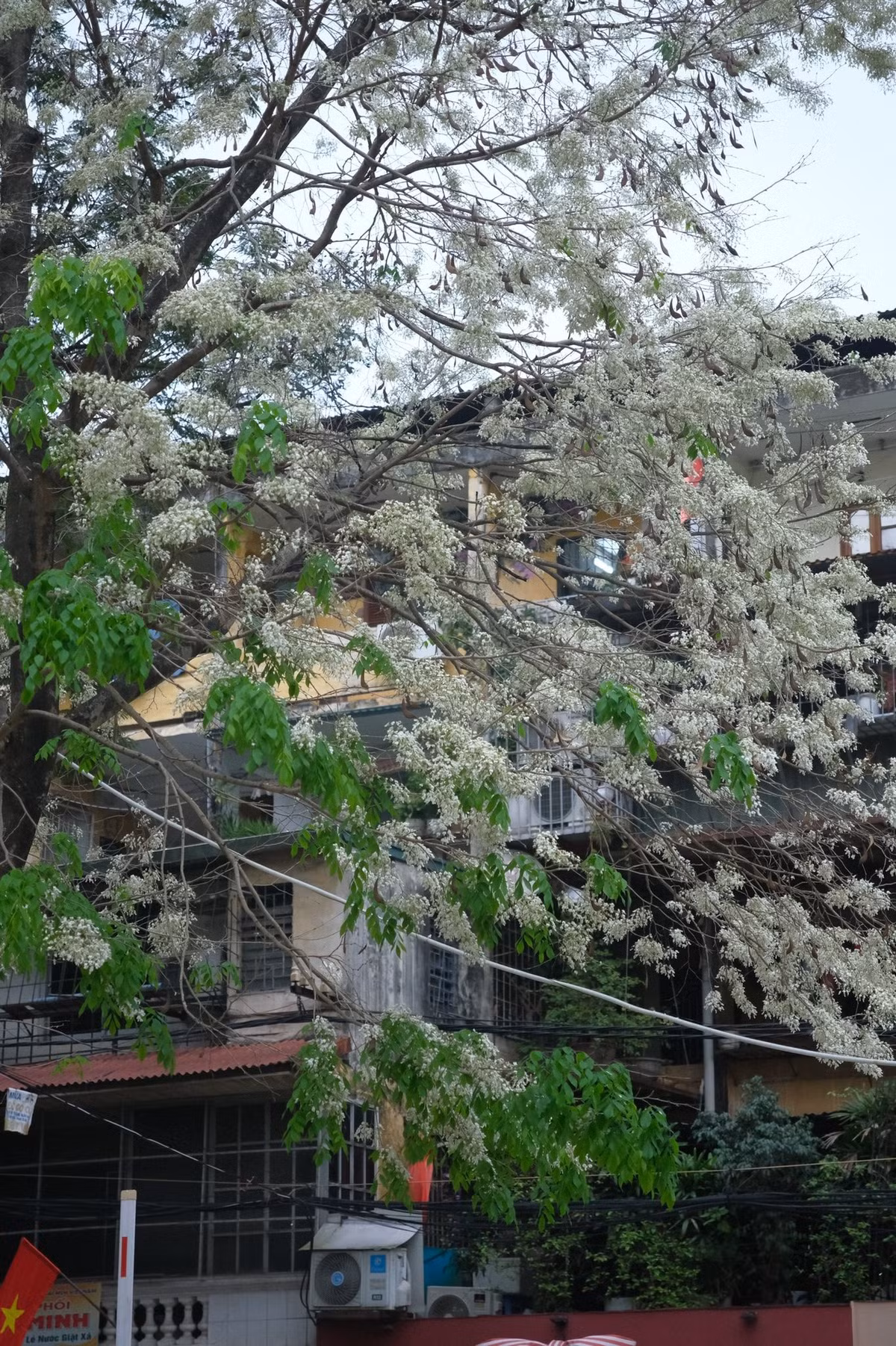 Những ngày đầu năm, khi tiết trời Hà Nội vẫn còn se lạnh, nhiều con phố bỗng bừng sáng bởi sắc trắng tinh khôi của hoa sưa. Không rực rỡ như đào, không kiêu sa như ban, hoa sưa nở lặng lẽ nhưng lại khiến người ta phải dừng chân ngắm nhìn bởi vẻ đẹp mong manh, rất riêng của mùa xuân đất Bắc. Ảnh FB Đỗ Vân Anh