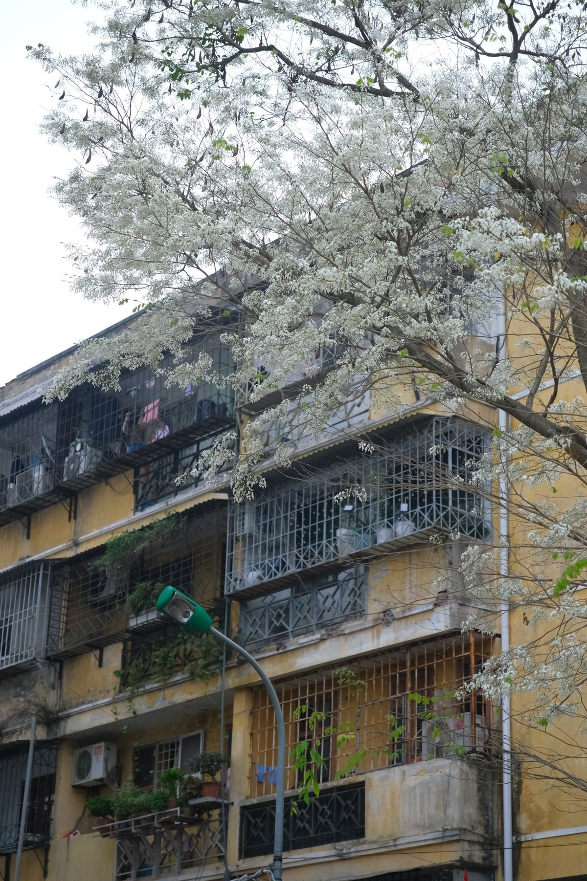 Điểm đặc biệt của hoa sưa không chỉ nằm ở sắc trắng tinh khôi mà còn ở khoảnh khắc hoa rơi. Chỉ cần một cơn gió nhẹ, từng cánh hoa mỏng manh bay lơ đãng trong không trung rồi nhẹ nhàng phủ trắng vỉa hè. Ảnh FB Đỗ Vân Anh