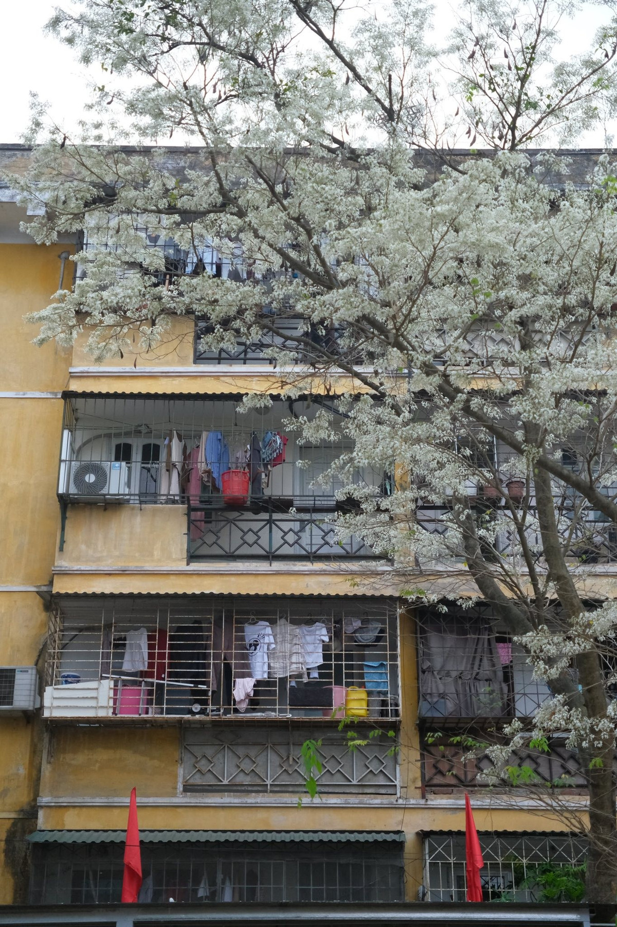 Không ồn ào như mùa lá vàng hay mùa hoa loa kèn, mùa hoa sưa đến nhẹ nhàng và nhanh chóng. Có khi chỉ trong vài tuần ngắn ngủi, những tán hoa trắng đã rụng gần hết, trả lại màu xanh quen thuộc của phố phường. Chính sự ngắn ngủi ấy lại khiến mùa hoa sưa trở nên đáng nhớ, như một dấu lặng dịu dàng giữa nhịp sống hối hả. Ảnh FB Đỗ Vân Anh