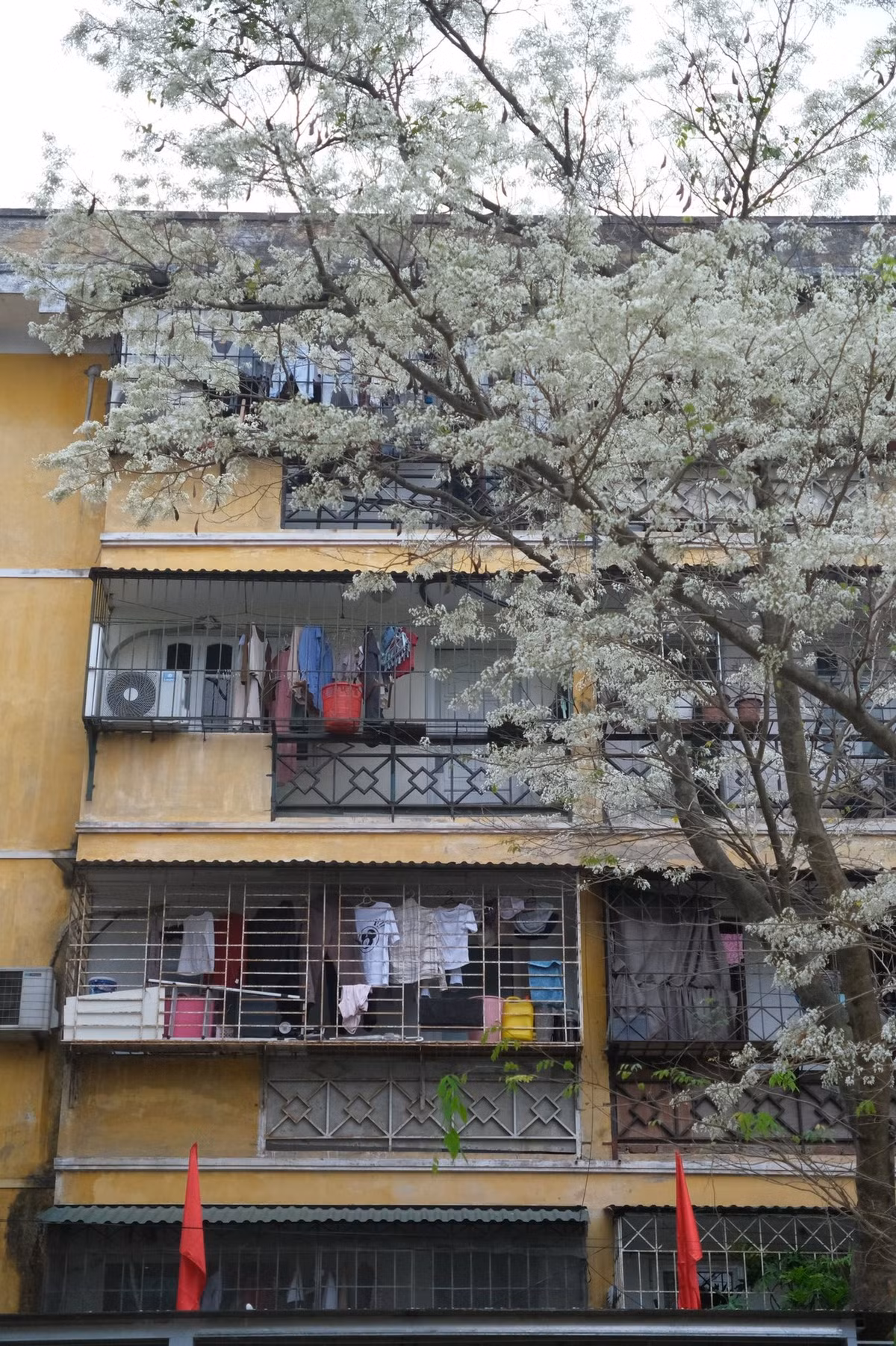 Không ồn ào như mùa lá vàng hay mùa hoa loa kèn, mùa hoa sưa đến nhẹ nhàng và nhanh chóng. Có khi chỉ trong vài tuần ngắn ngủi, những tán hoa trắng đã rụng gần hết, trả lại màu xanh quen thuộc của phố phường. Chính sự ngắn ngủi ấy lại khiến mùa hoa sưa trở nên đáng nhớ, như một dấu lặng dịu dàng giữa nhịp sống hối hả. Ảnh FB Đỗ Vân Anh