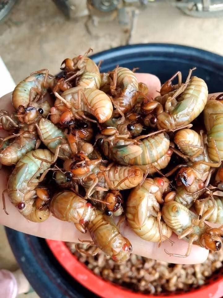 Tại Sơn La, ve sầu được người dân gọi bằng cái tên dân dã “re re”. Không chỉ quen thuộc trong tự nhiên, loài này còn xuất hiện trong mâm cơm của đồng bào dân tộc như một món ăn theo mùa, mang đậm dấu ấn núi rừng. Ảnh Hạnh Herry