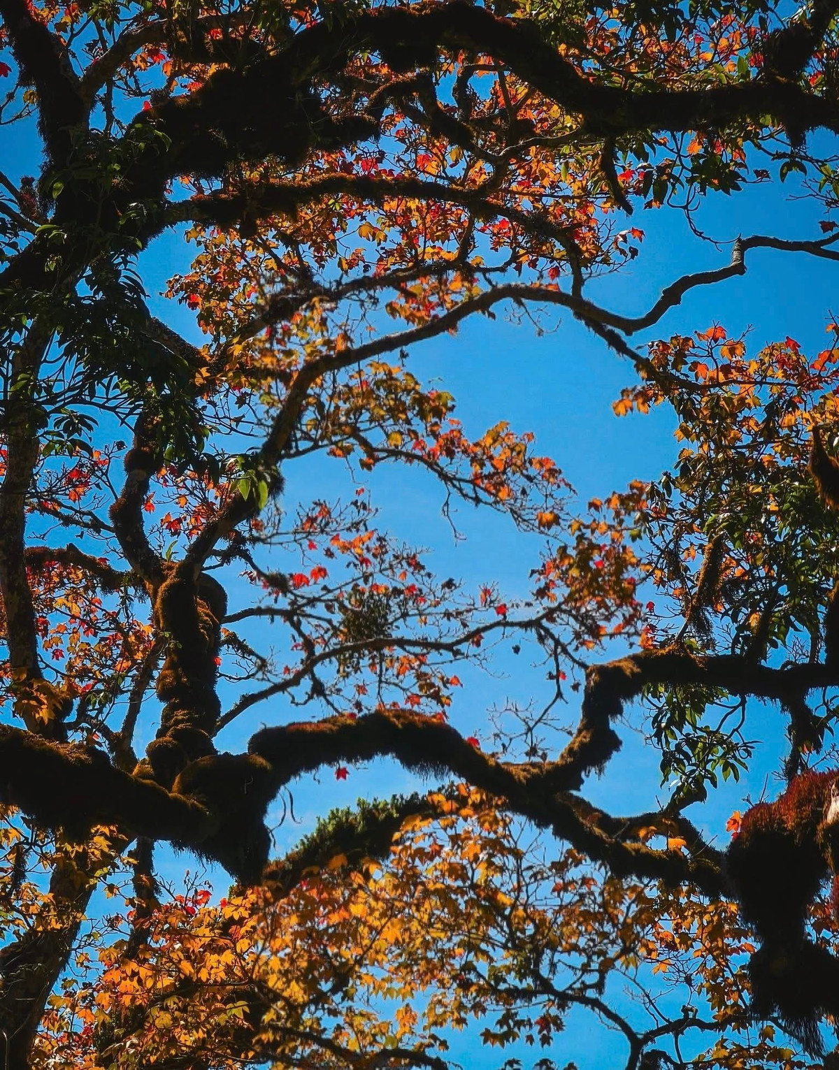 Ở độ cao 2.965 m so với mực nước biển, Nhìu Cồ San là một trong những ngọn núi cao và đẹp nhất của Lào Cai, chỉ xếp sau Fansipan. Trong tiếng H’Mông, “Nhìu Cồ San” có nghĩa là “sừng trâu” – gợi hình ảnh hai đỉnh núi nhô cao, uốn cong mềm mại như đôi sừng khổng lồ vươn lên giữa mây trời. Ảnh Gió