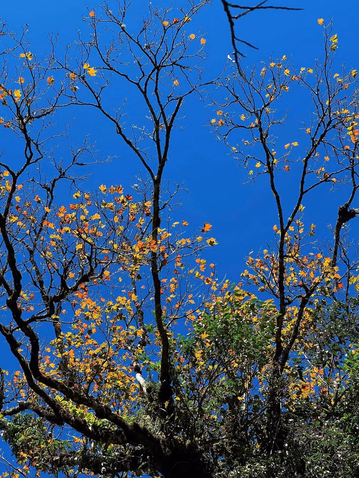 Khi nắng chiều chiếu lên từng tán lá, cả sườn núi bỗng rực sáng trong gam màu cam – đỏ xen lẫn ánh vàng, tựa khung cảnh mùa thu Nhật Bản hay Hàn Quốc.