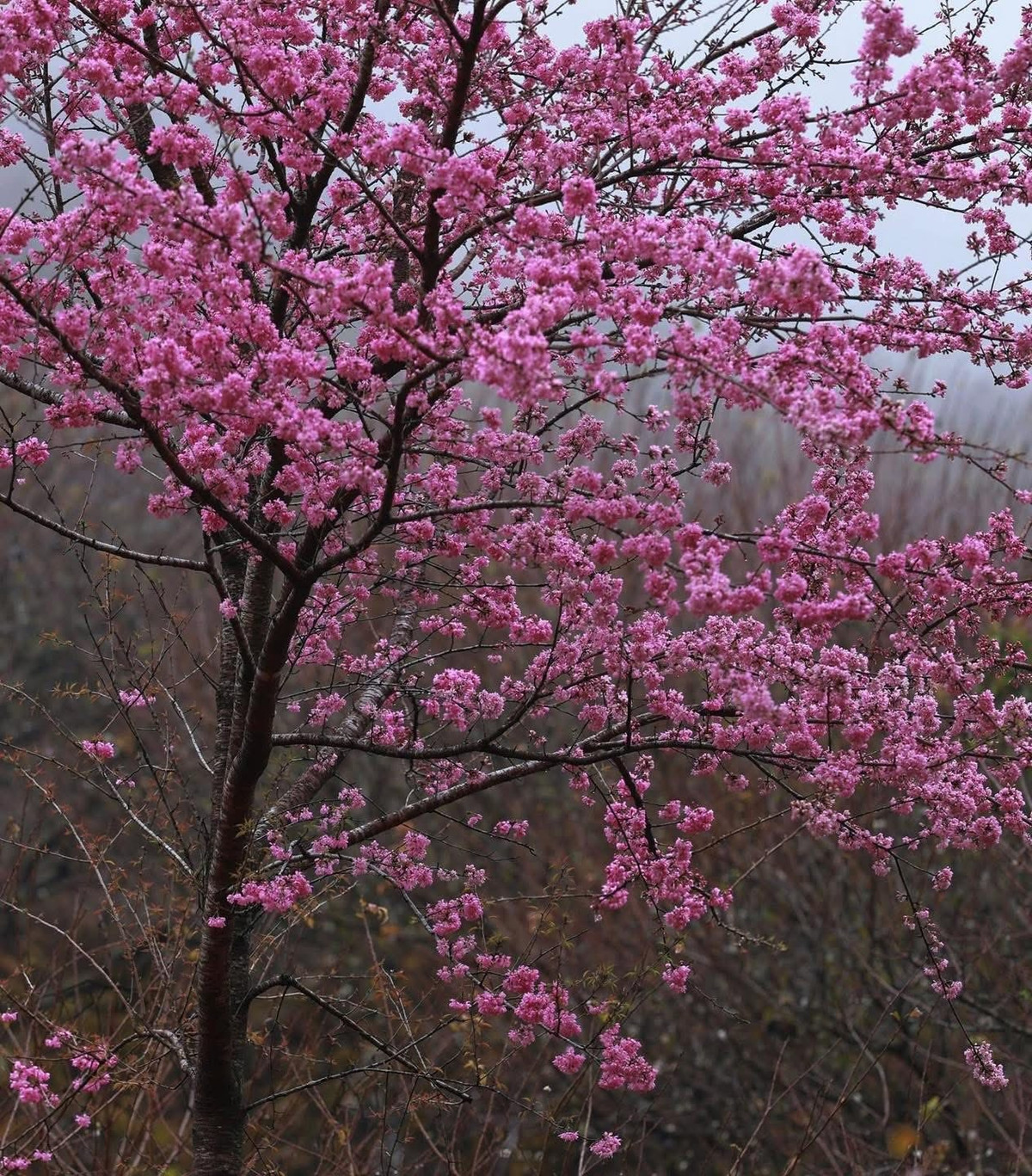 Hoa không chỉ đẹp mà còn mang ý nghĩa sâu sắc, tượng trưng cho sự sống mãnh liệt, hy vọng và khởi đầu mới – như một lời chào mùa xuân đến với cao nguyên. Ảnh Đinh Văn Phúc