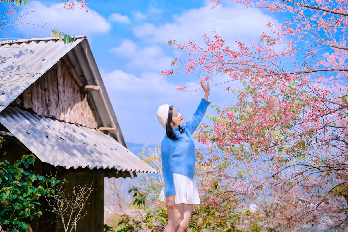 Khi trời sang đông, từ giữa tháng 12, nụ hoa đầu tiên hé nở, báo hiệu mùa xuân đang về. Tùy vào thời tiết, hoa có thể nở sớm hoặc muộn, nhưng thường rộ vào khoảng dịp Tết Nguyên đán. Ảnh Lê Huy Hoàng