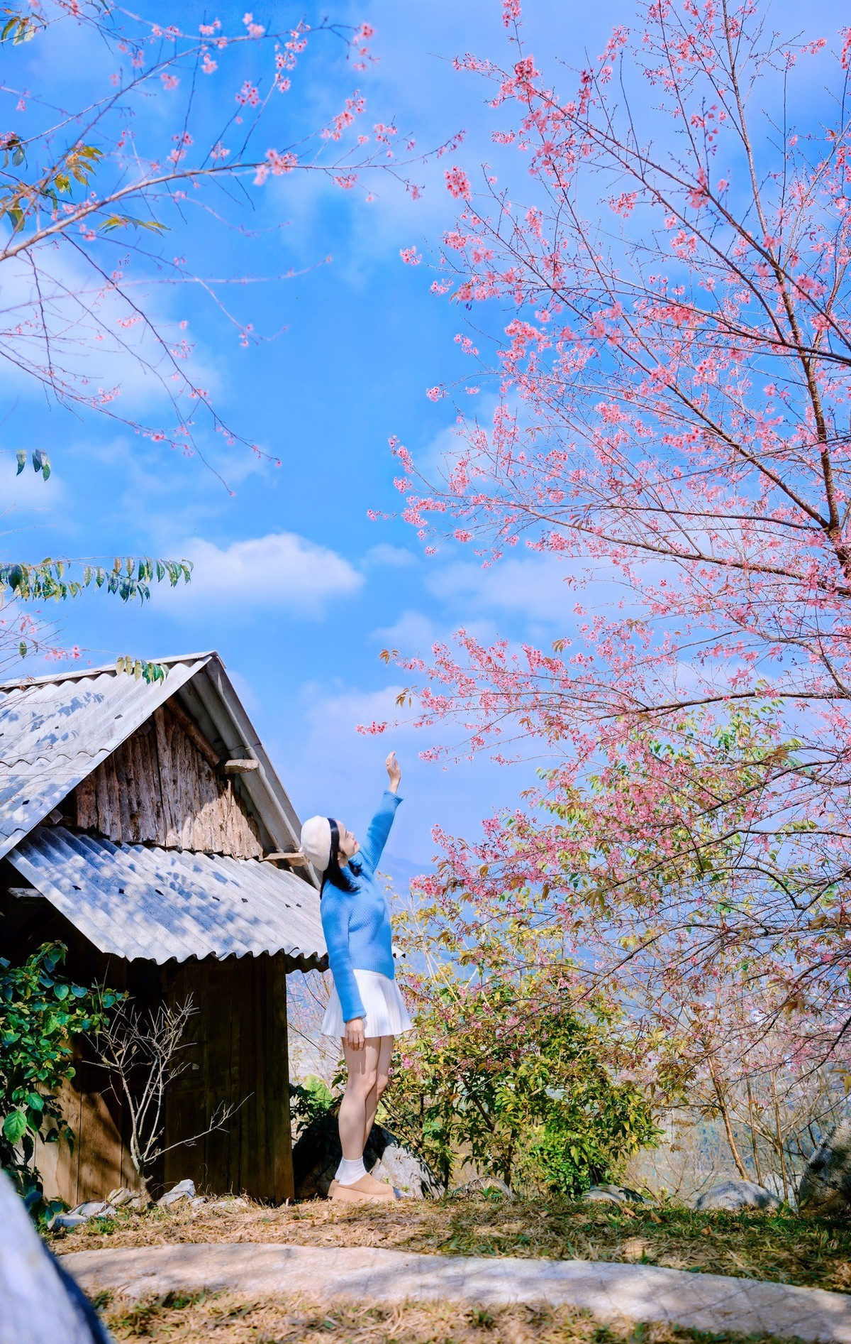 Hoa mai anh đào Mộc Châu có cánh mỏng manh, màu hồng phớt nhẹ nhàng, xếp thành từng lớp tinh tế, tạo nên những chùm hoa rực rỡ. Khi nở rộ, từng góc trời như được thắp sáng bởi sắc hồng lãng mạn, khiến ai đi ngang cũng muốn dừng lại, giơ máy ảnh hay điện thoại để lưu giữ khoảnh khắc. Ảnh Lê Huy Hoàng