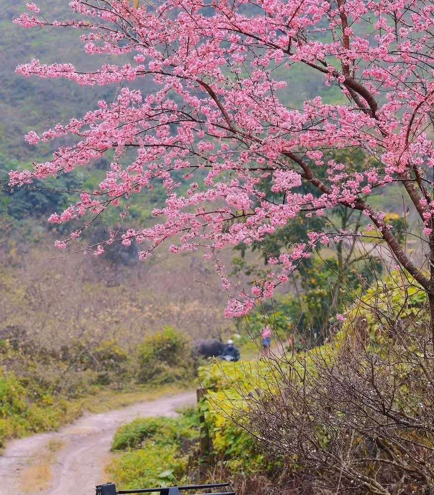 Đến Mộc Châu mùa này, du khách không chỉ thưởng hoa mà còn có cơ hội trải nghiệm nhiều hoạt động thú vị. Có thể dạo chơi trên các con đường mòn quanh bản làng, ghé thăm những nếp nhà sàn của đồng bào dân tộc Thái, Mông hay Dao, thưởng thức những món đặc sản vùng cao như sữa chua nếp cẩm, cải ngồng xào tỏi hay mận chín. Ảnh Đinh Văn Phúc