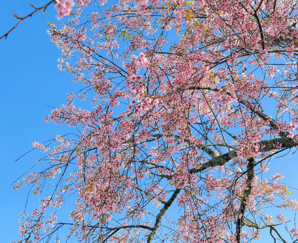 Hoa mai anh đào xuất hiện tại Mộc Châu chỉ khoảng 3–4 năm gần đây, chủ yếu có nguồn gốc từ Đà Lạt và Nhật Bản. Những cây hoa này bắt đầu rụng lá vào tháng 10, để lại những cành trơ khẳng khiu, như đang chuẩn bị cho một mùa nở rực rỡ. Ảnh Lê Huy Hoàng