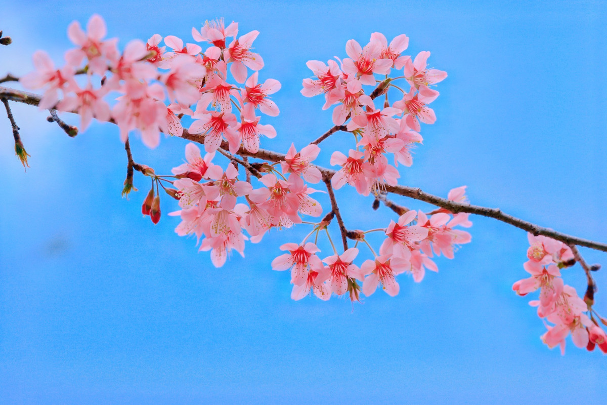 Mộc Châu mùa hoa mai anh đào không chỉ là điểm đến ngắm hoa, mà còn là hành trình trải nghiệm thiên nhiên, văn hóa và cảm nhận nhịp sống bình yên nơi cao nguyên. Ảnh Lê Huy Hoàng